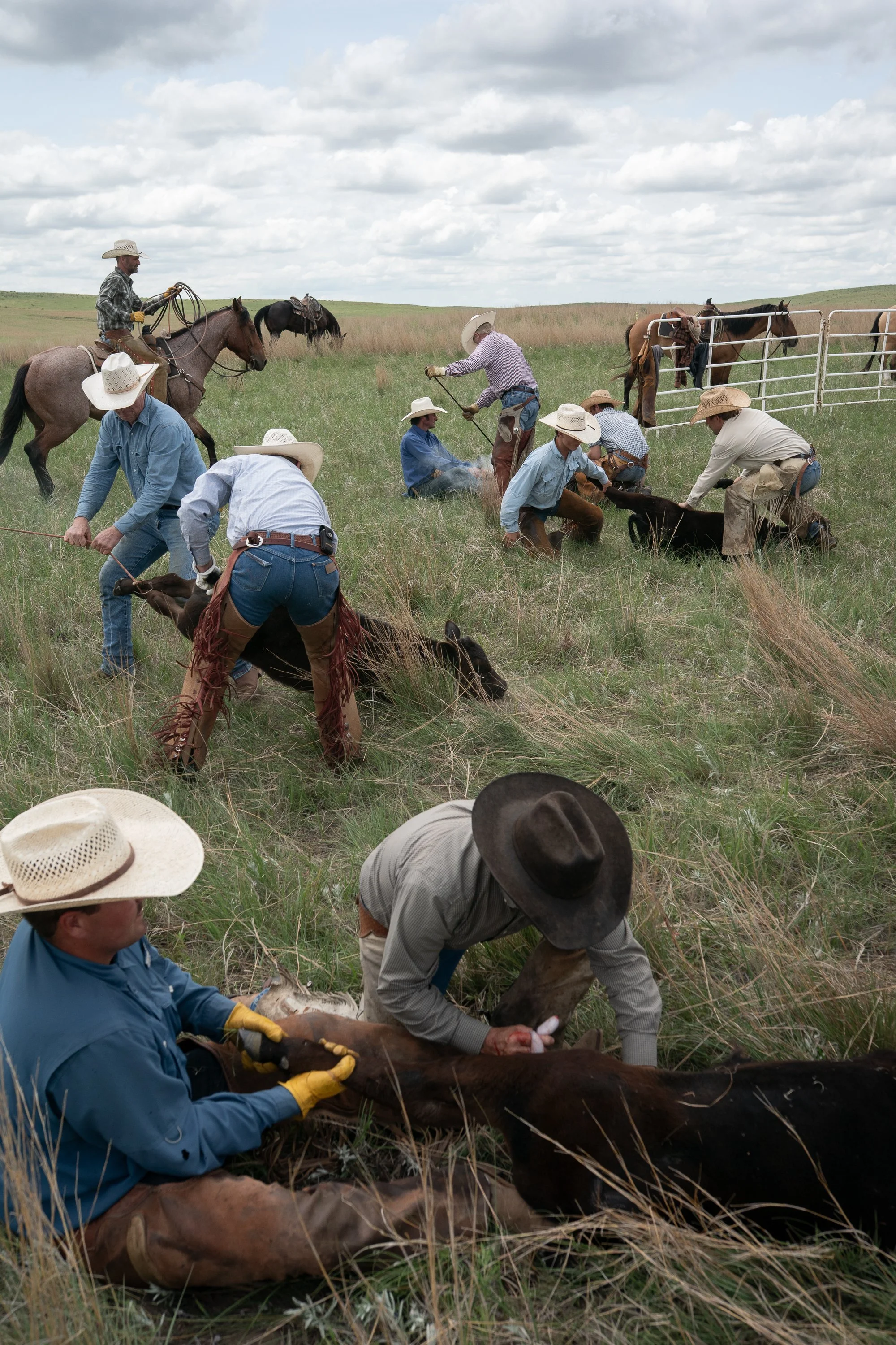 Cowboys branding calves in the grasslands of the Nebraska Sandhills during a cattle working day at Haythorn Ranch.