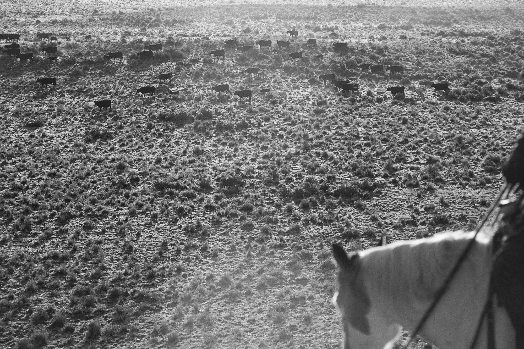 Cattle spread across high desert ranch land with a horse and rider partly visible in the foreground
