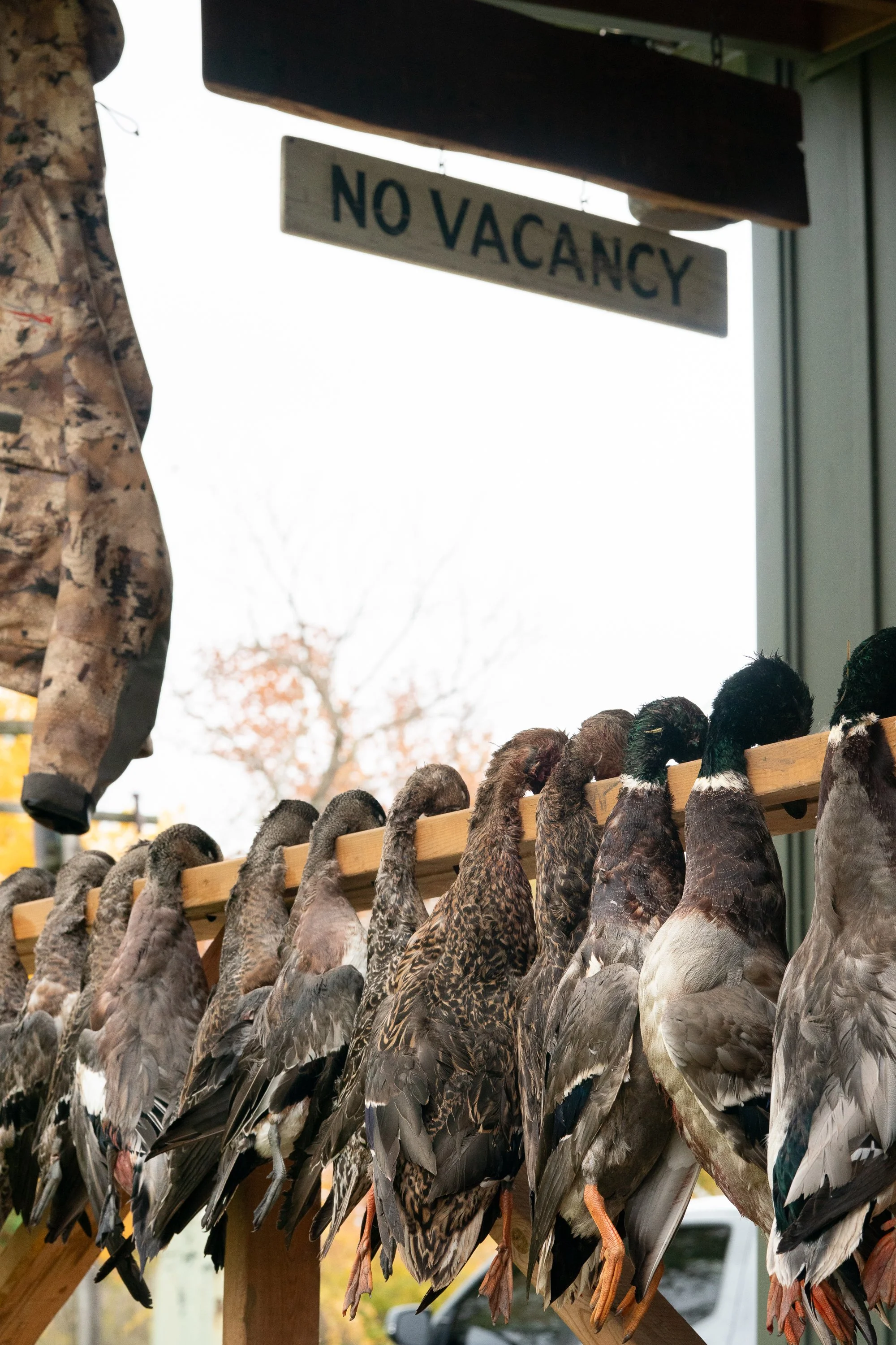 Harvested ducks hang outside a hunting lodge beneath a no vacancy sign in Ontario