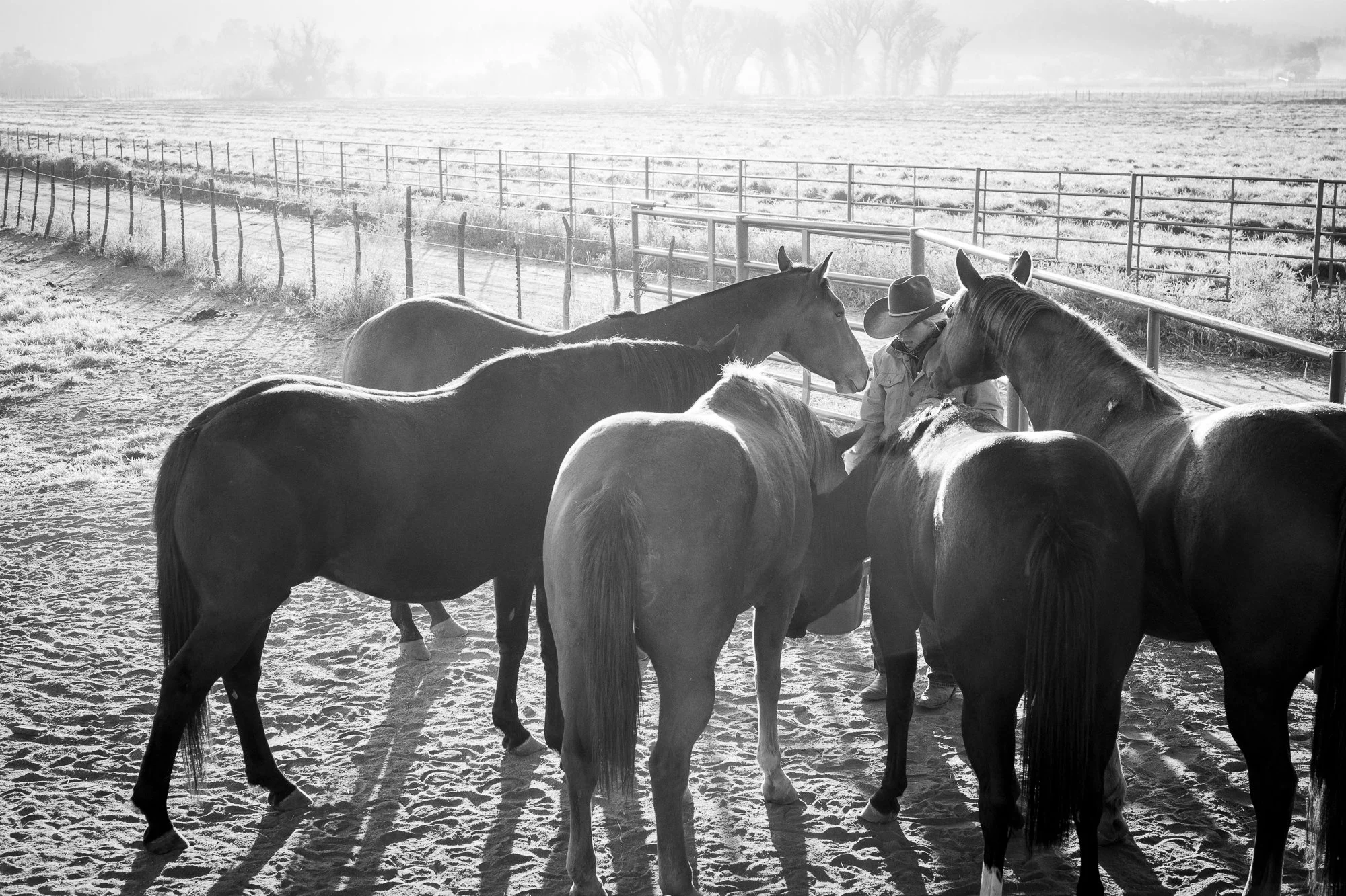 Black and white photograph of a cowgirl feeding horses on a beautiful cattle ranch