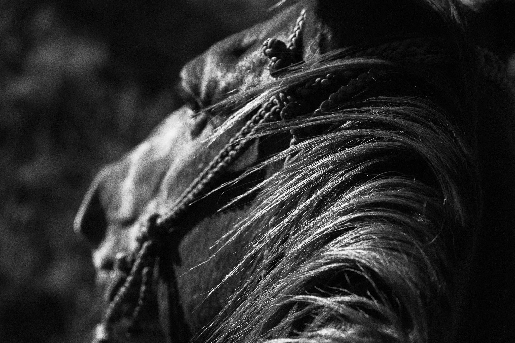 Close view of a cowboy's horse wearing a worn Western bridle
