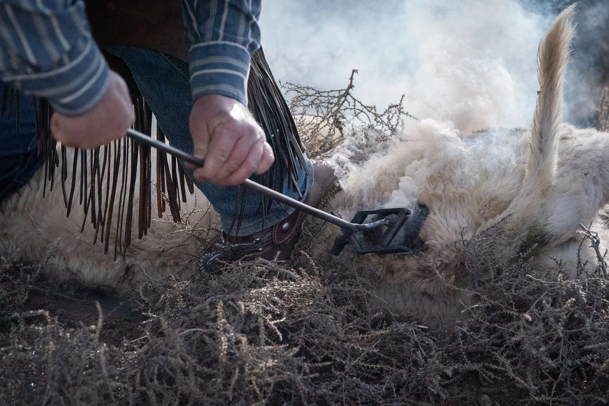A cowboy uses a hot branding iron on a calf during ranch work at the ZX Ranch in Oregon