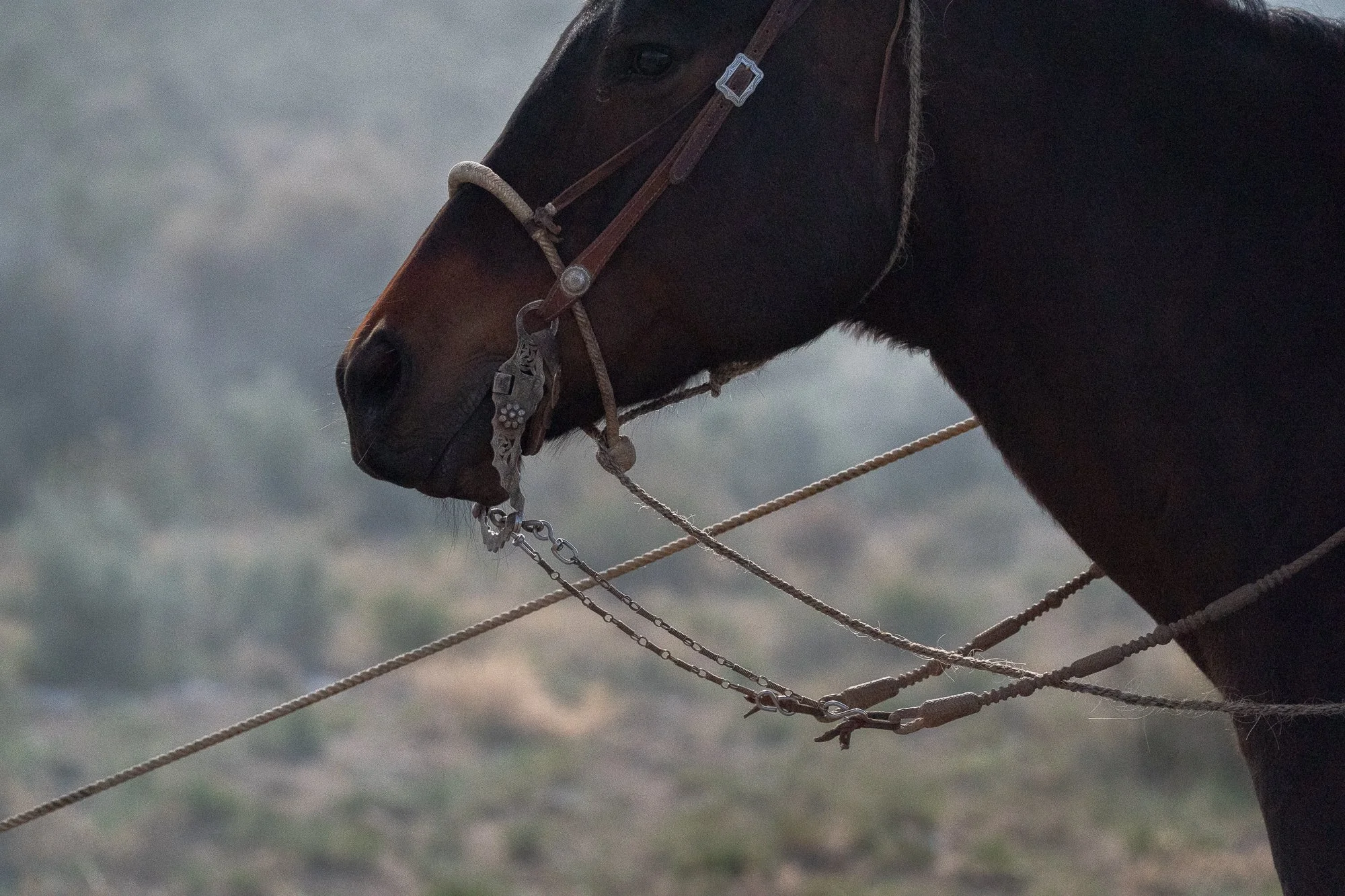A close side view of a horse wearing a bridle and reins during ranch work at the ZX Ranch