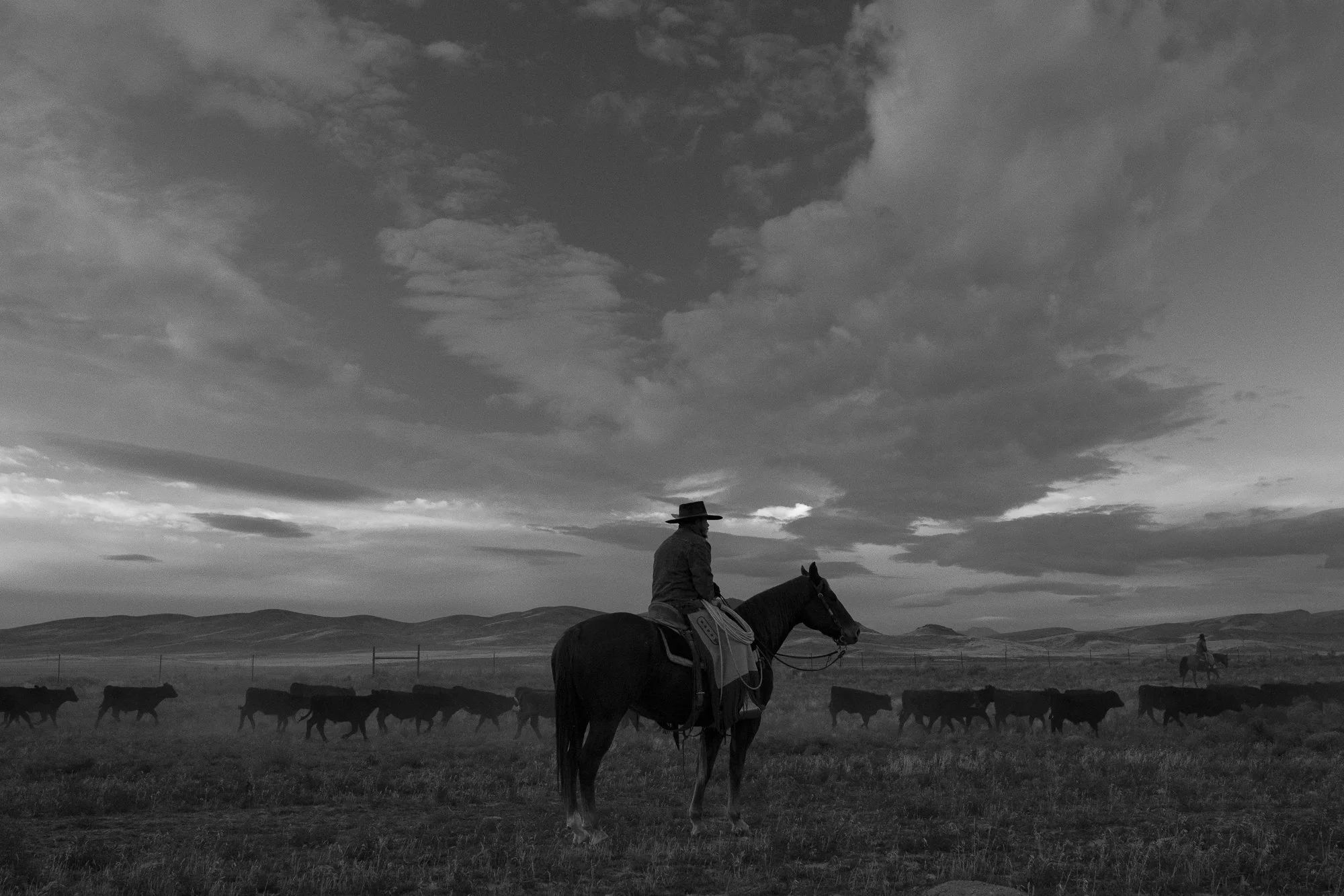 Buckaroo on horseback holding position as cattle move across open range at TS Ranch