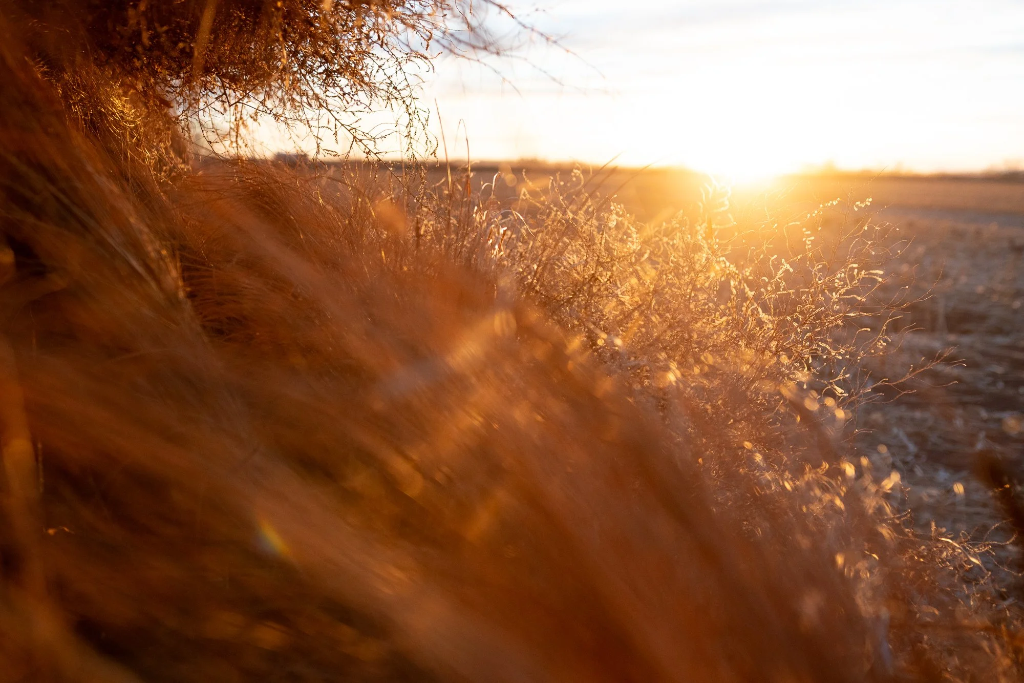 Duck hunters wade through marsh water with headlamps before sunrise in Nebraska