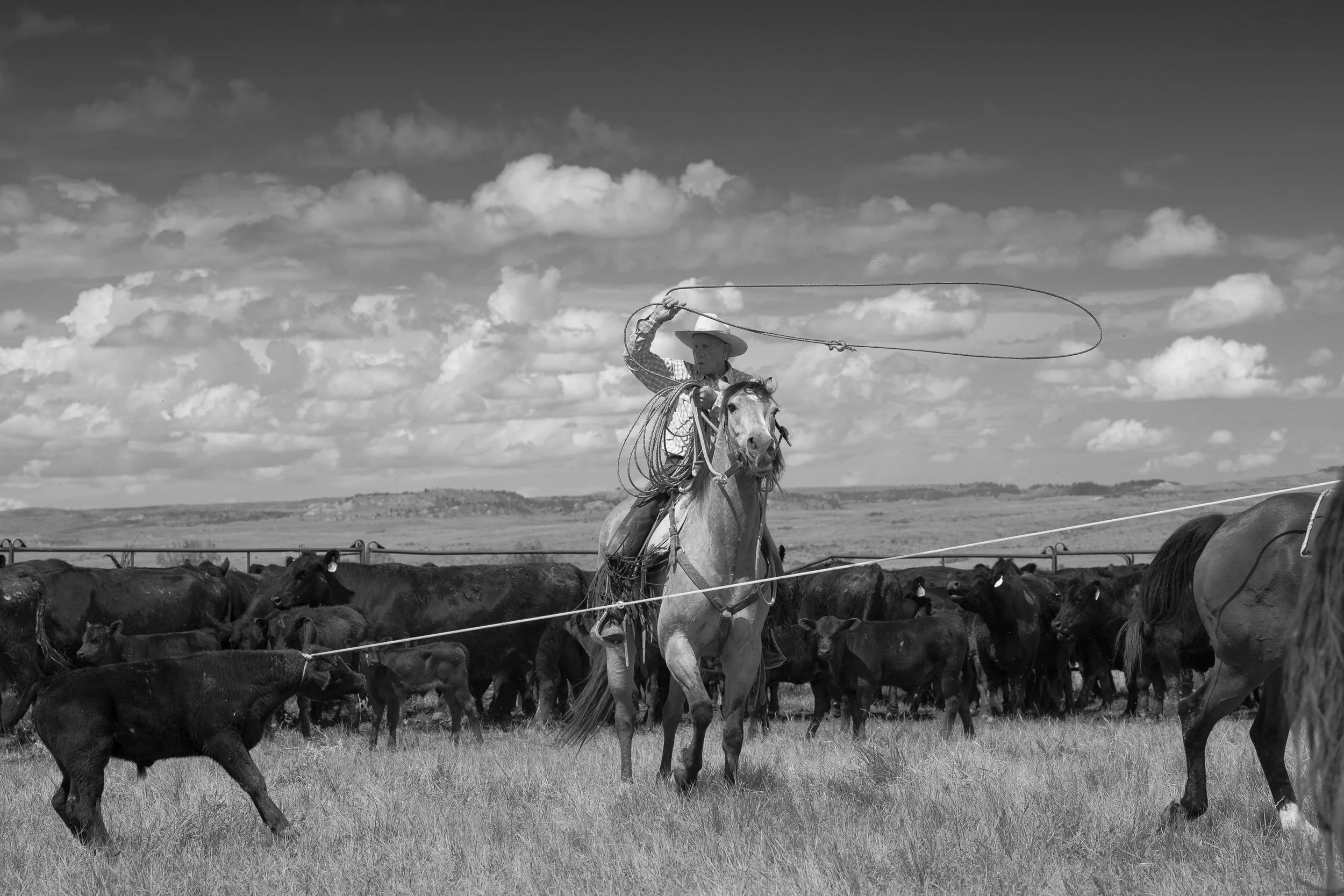Black and white photo of a cowboy on horseback roping cattle in an open field