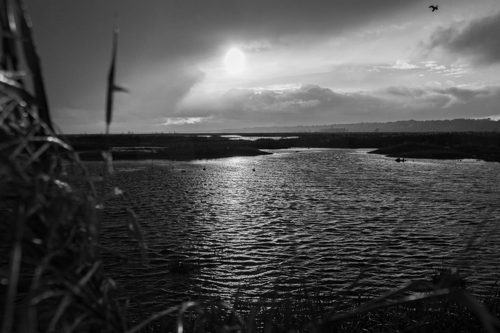 Early light breaks over flooded marsh water during duck hunting season in Ontario