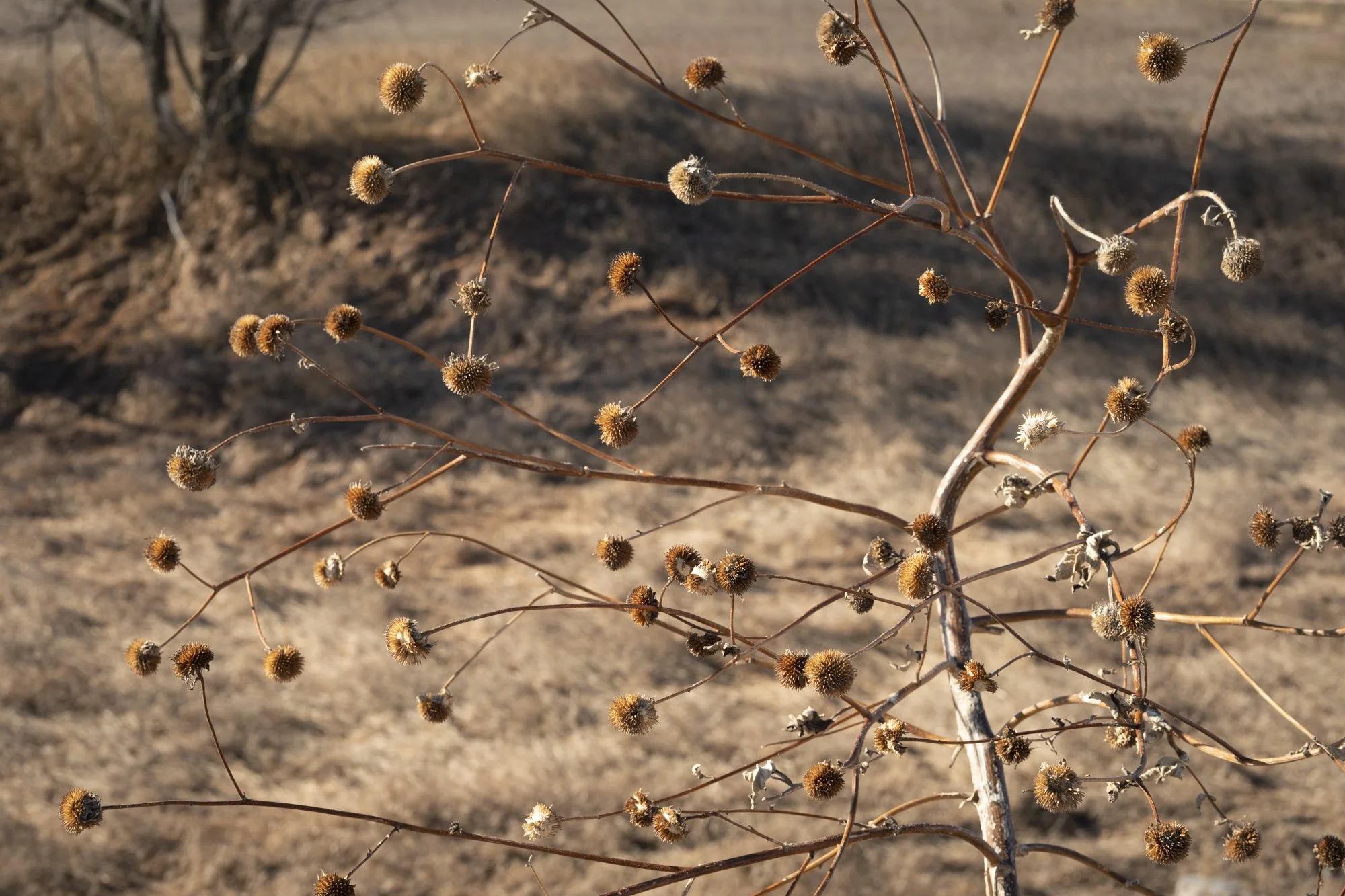 Abstract fine art photography of plants in Iowa farmland