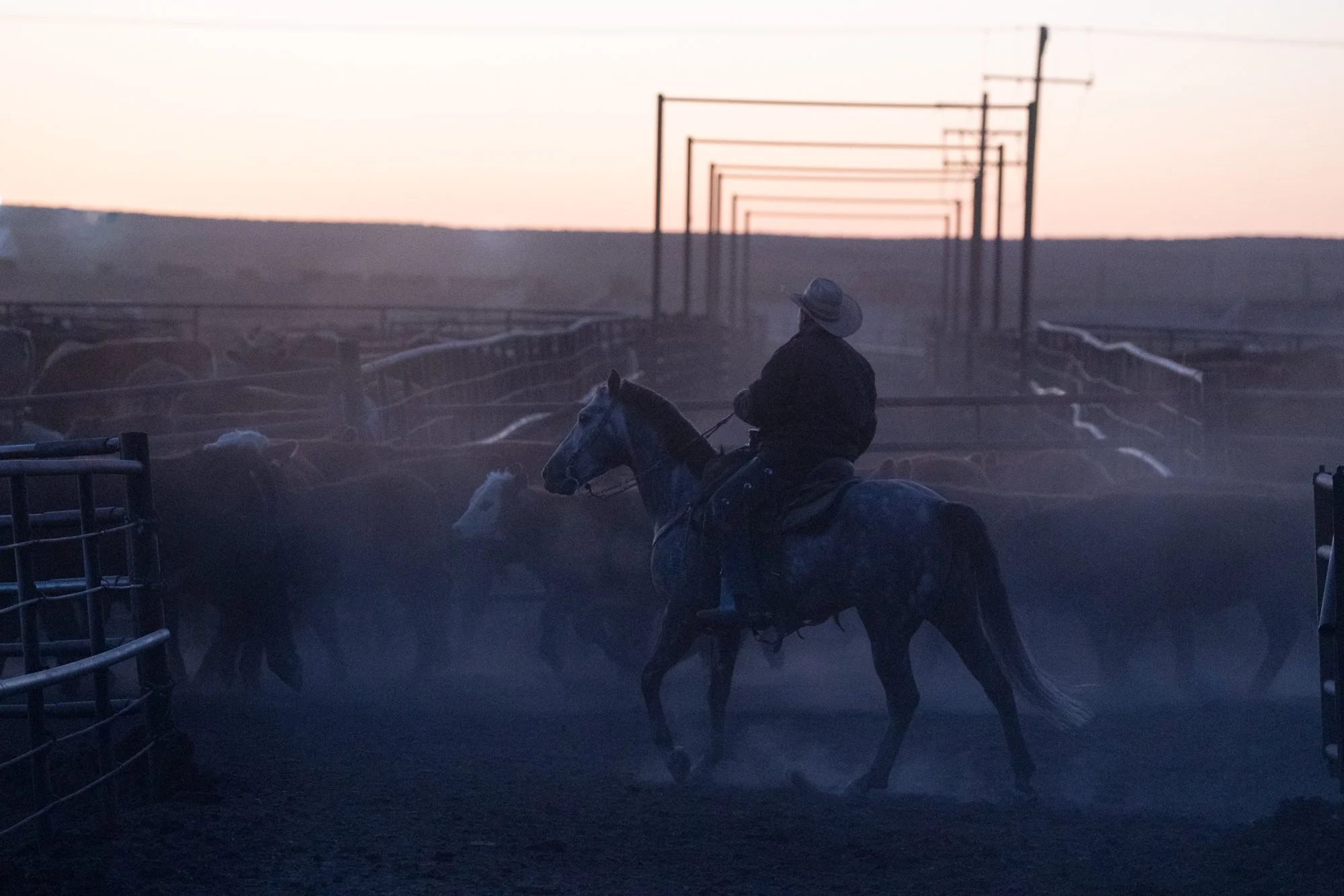 Pen rider on horseback moves through cattle during morning checks at Magnum Feedyard in Colorado
