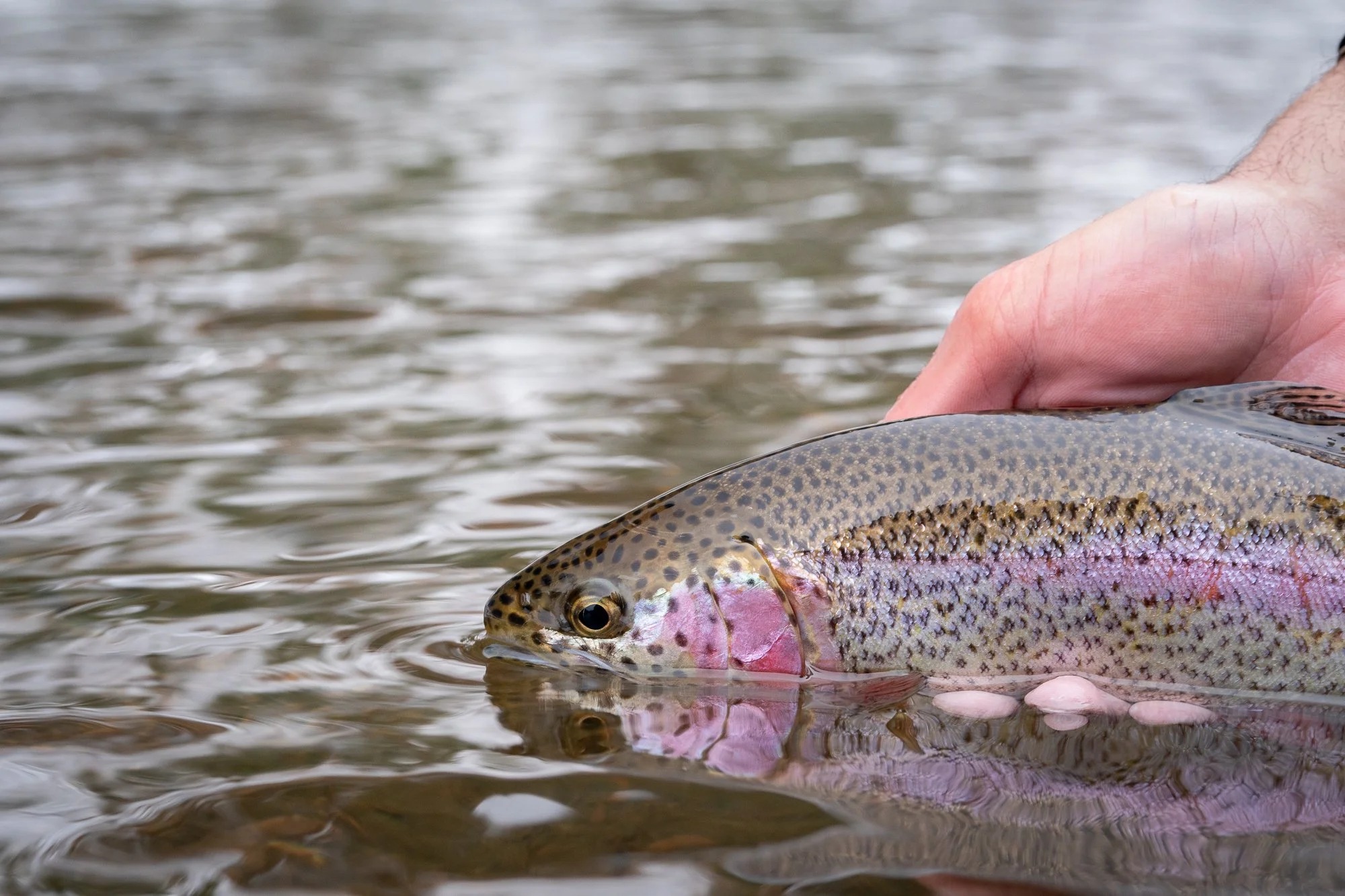 Rainbow trout caught in winter near Estes Park, CO