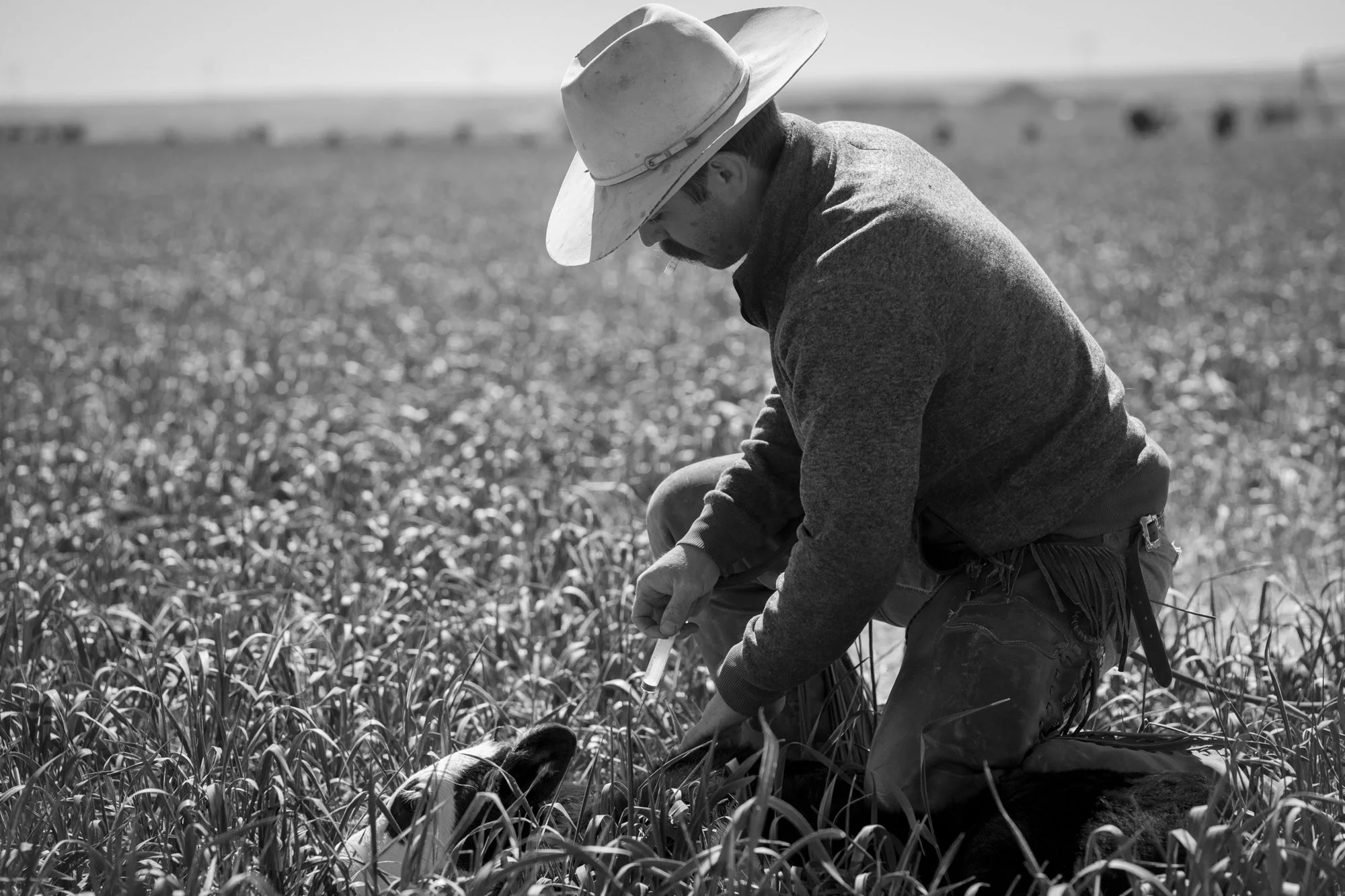 Cowboy kneels beside a calf in a grassy pasture at Magnum Feedyard in Colorado