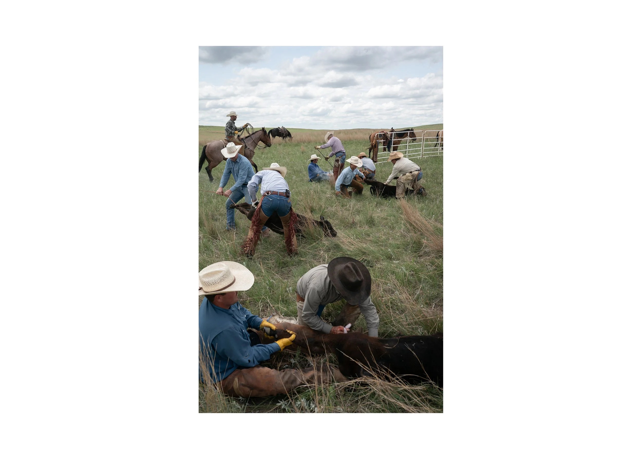 Working cowboys performing a spring branding on open prairie land, with several cowboys holding calves on the ground while others rope from horseback under a cloudy sky.