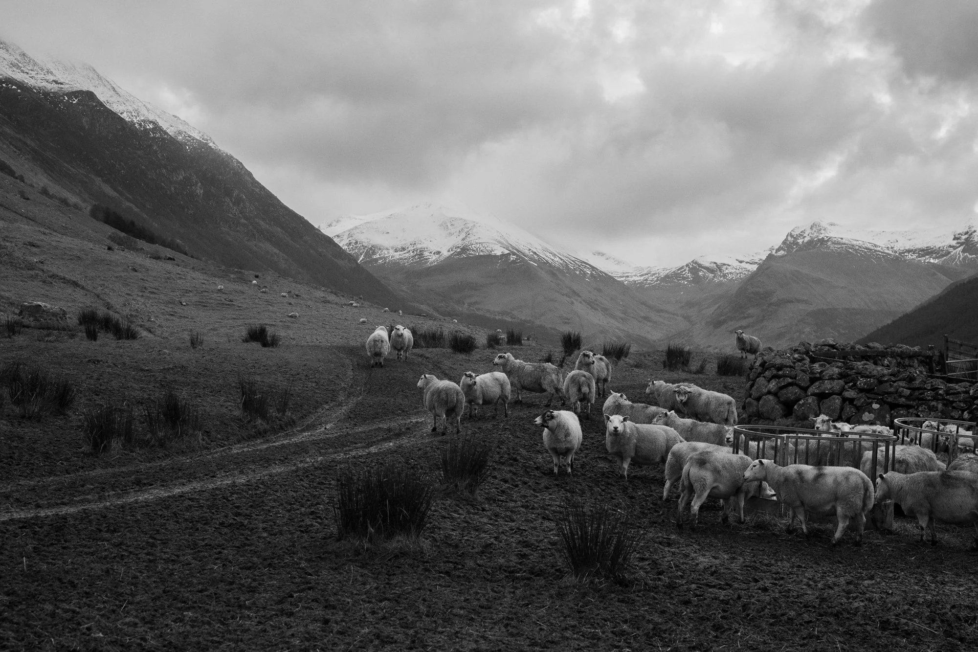 Black and white photograph of sheep in a Highland glen beneath snow-covered mountains, fine art print.