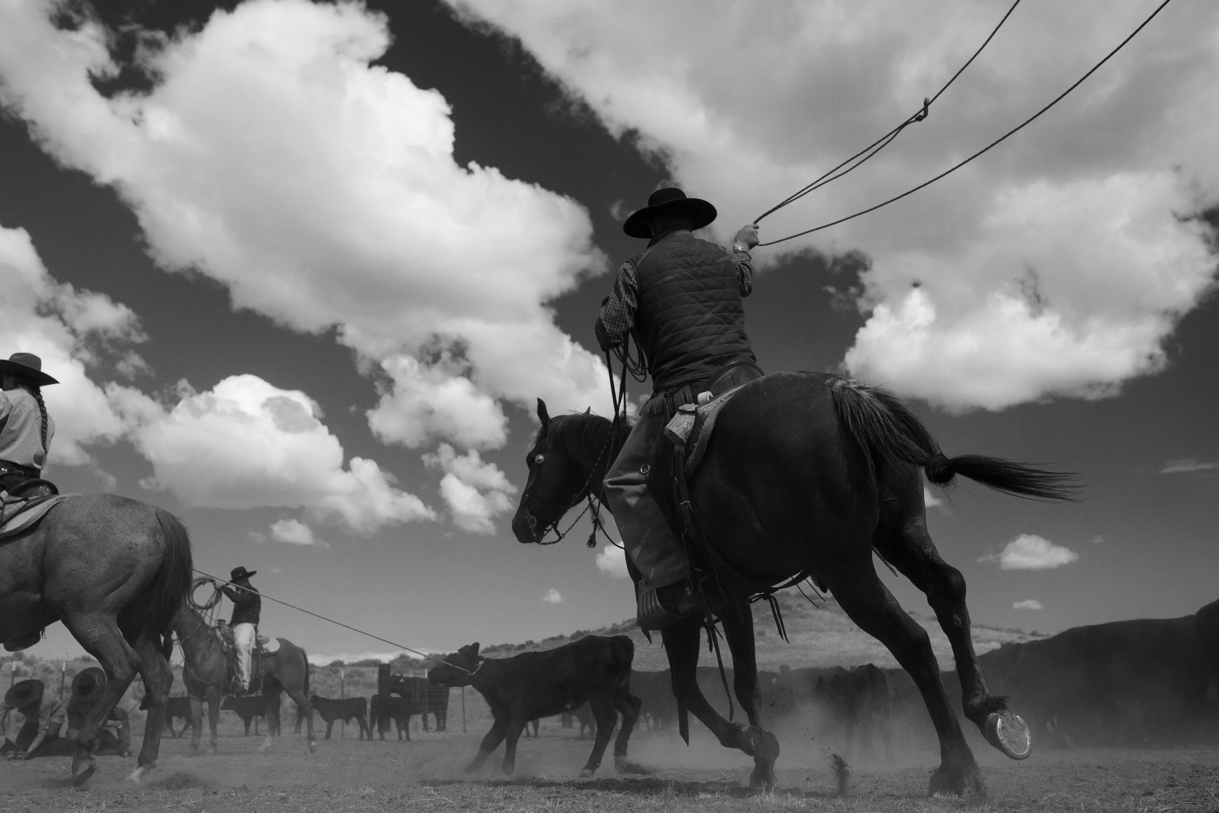 Cowboy riding horseback with a rope while working cattle in the American West