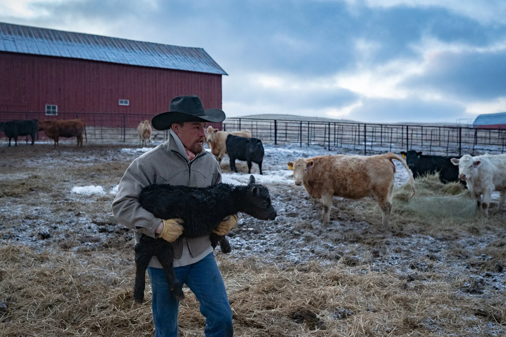 Cowboy carrying a newborn calf across snow on a Colorado cattle ranch during calving season.