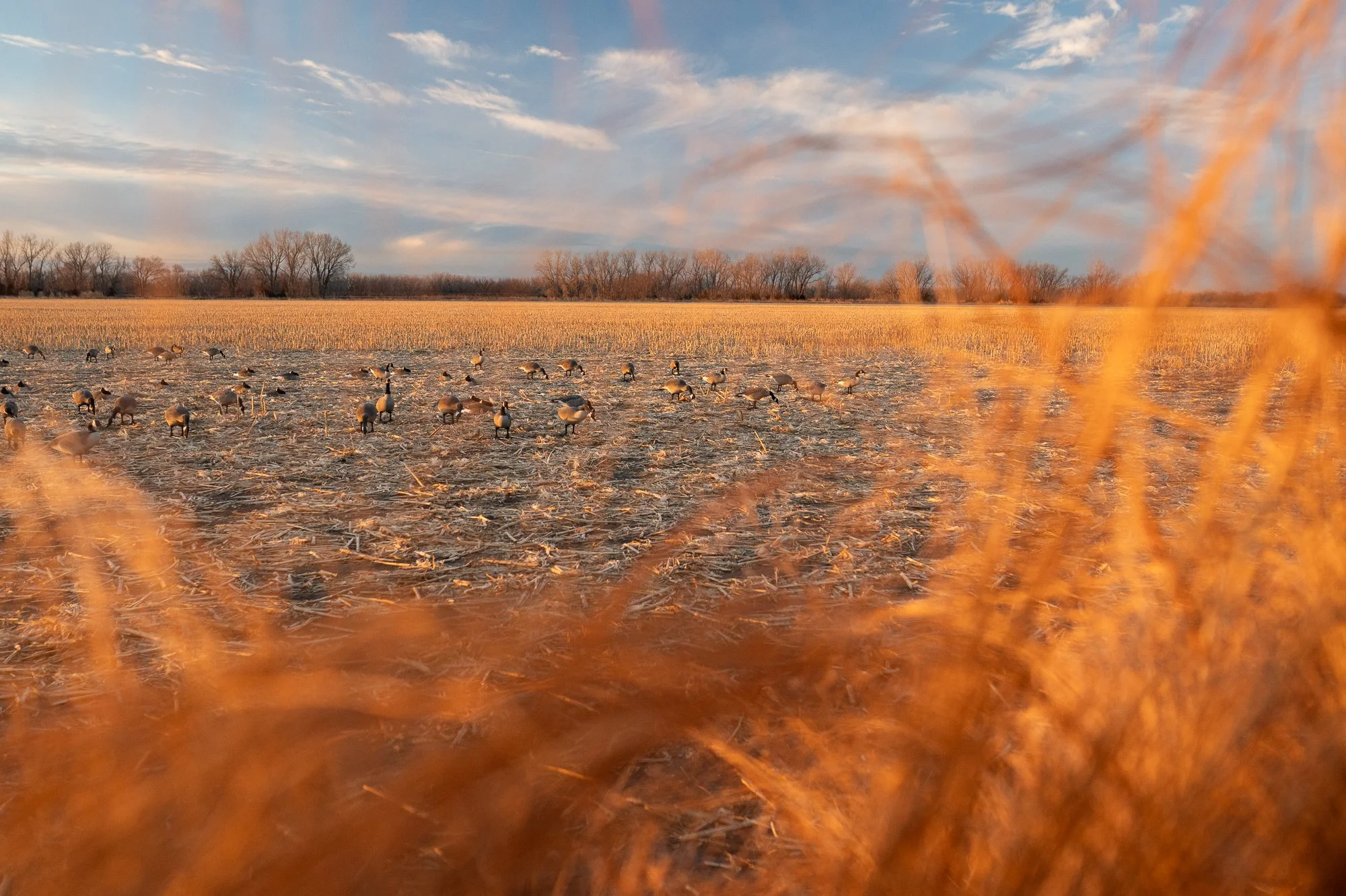 Duck hunters move through marsh water before first light in Nebraska