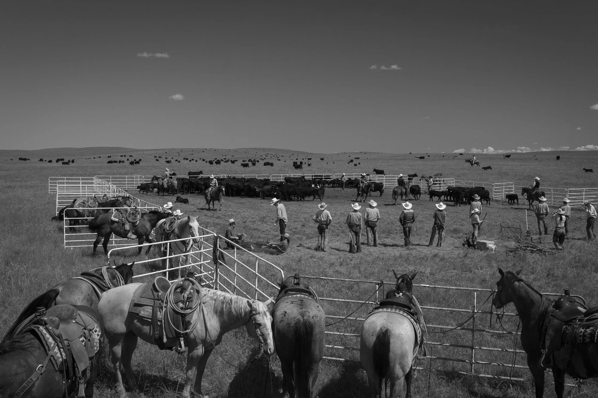 Wide view of cowboys, horses, and cattle gathered in corrals during branding day at Haythorn Ranch in Nebraska.