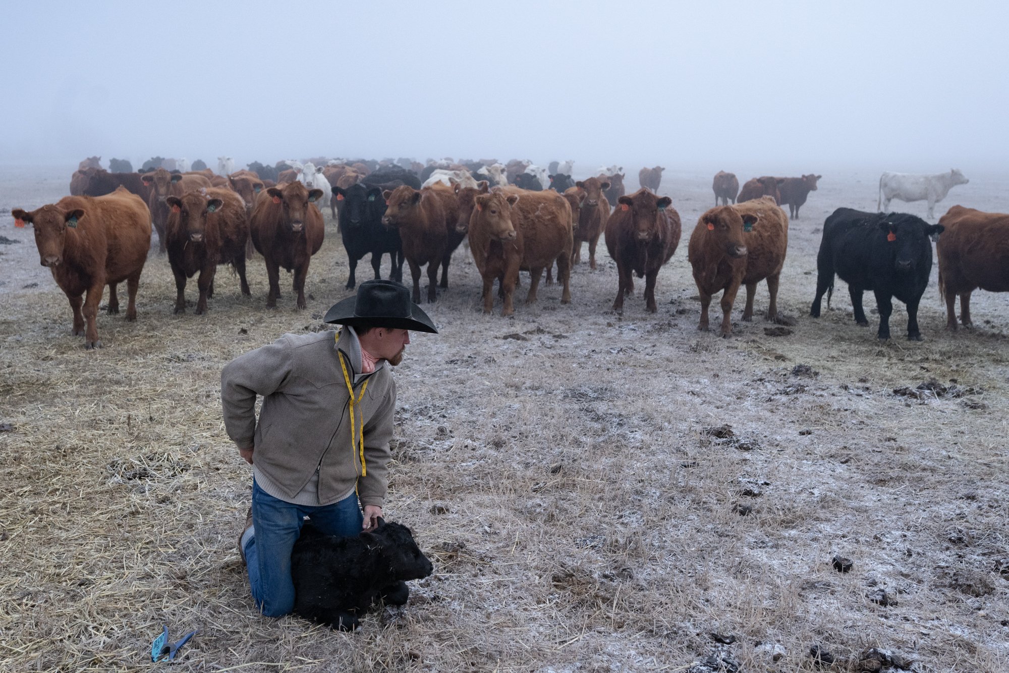 A cowboy kneels beside a newborn calf while the herd watches nearby at Silver Spur Ranch in Colorado