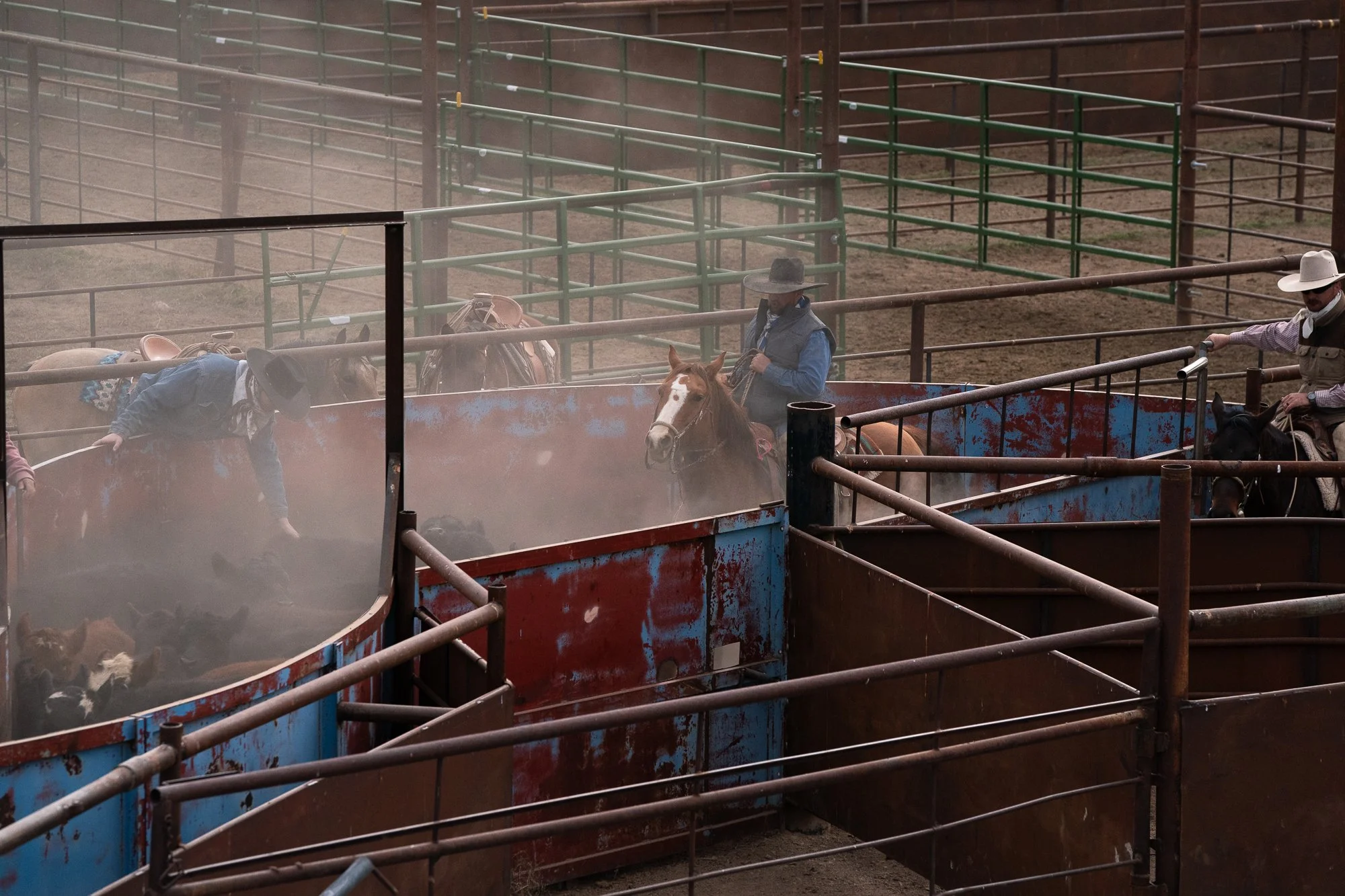 Cowboys sorting cattle in dusty ranch pens at TS Ranch