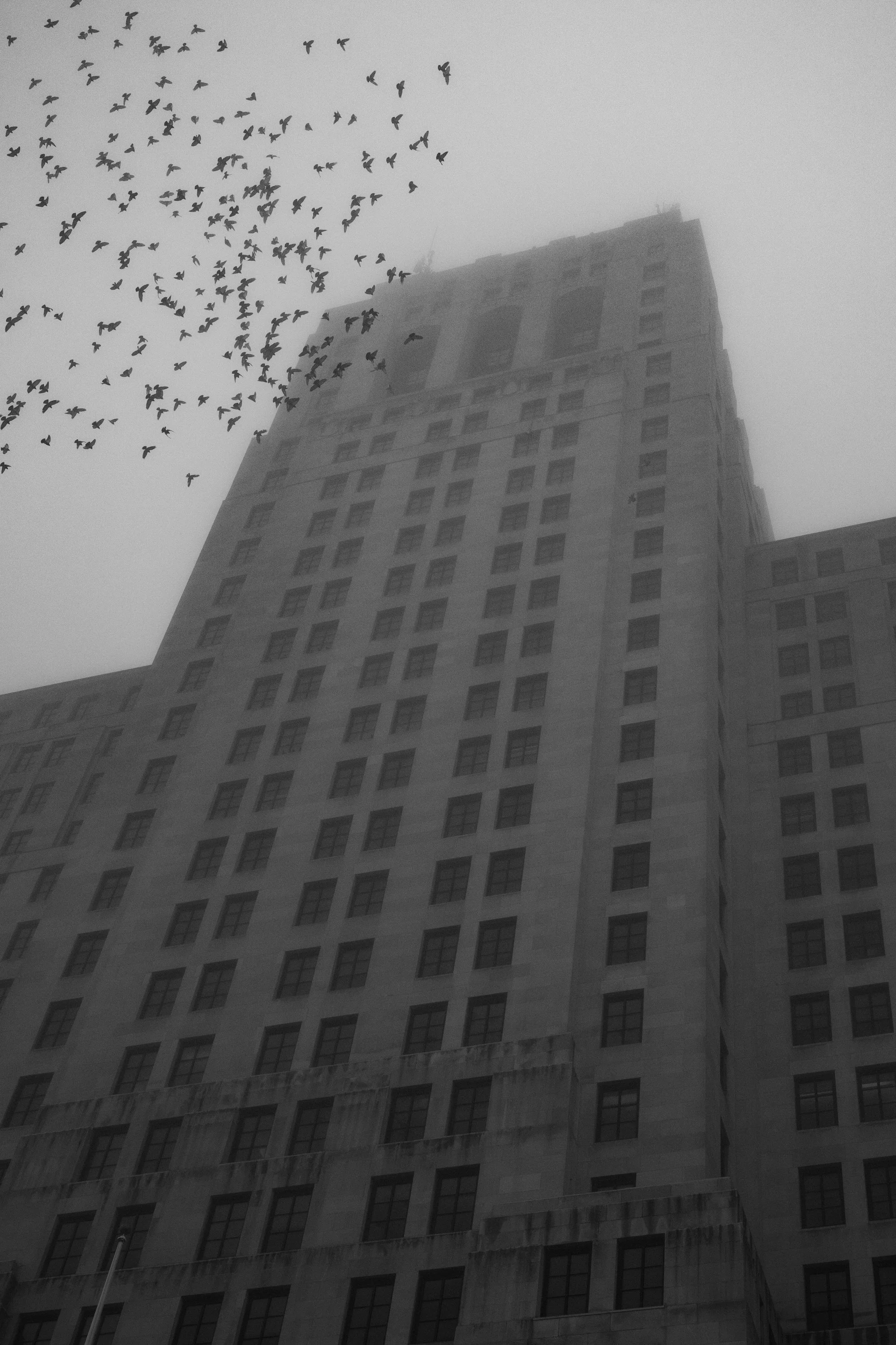 Black and white photograph of birds flying past a tall government building in Albany, New York
