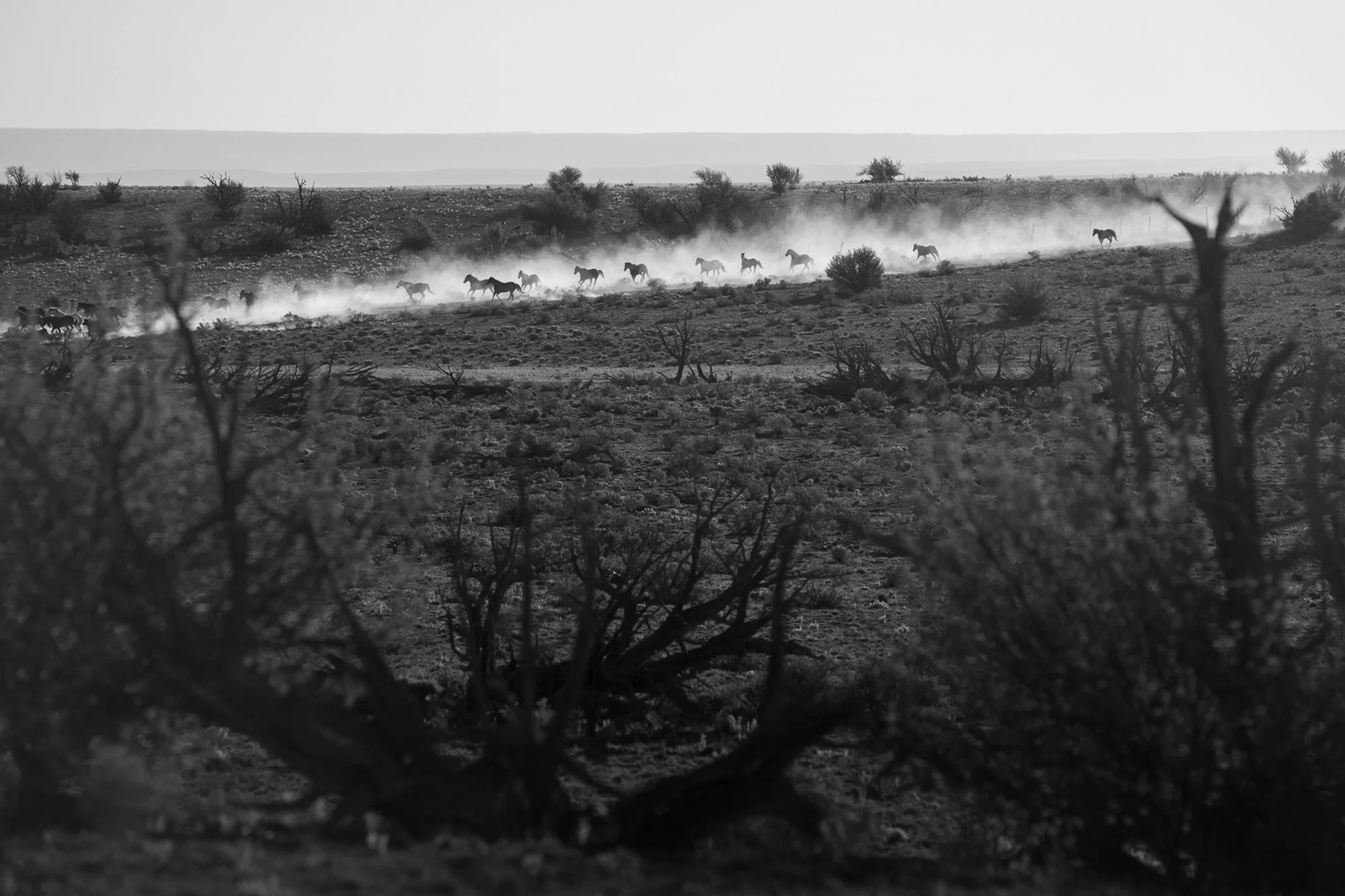 Horses running through dust across the Diamond A Ranch landscape in Arizona