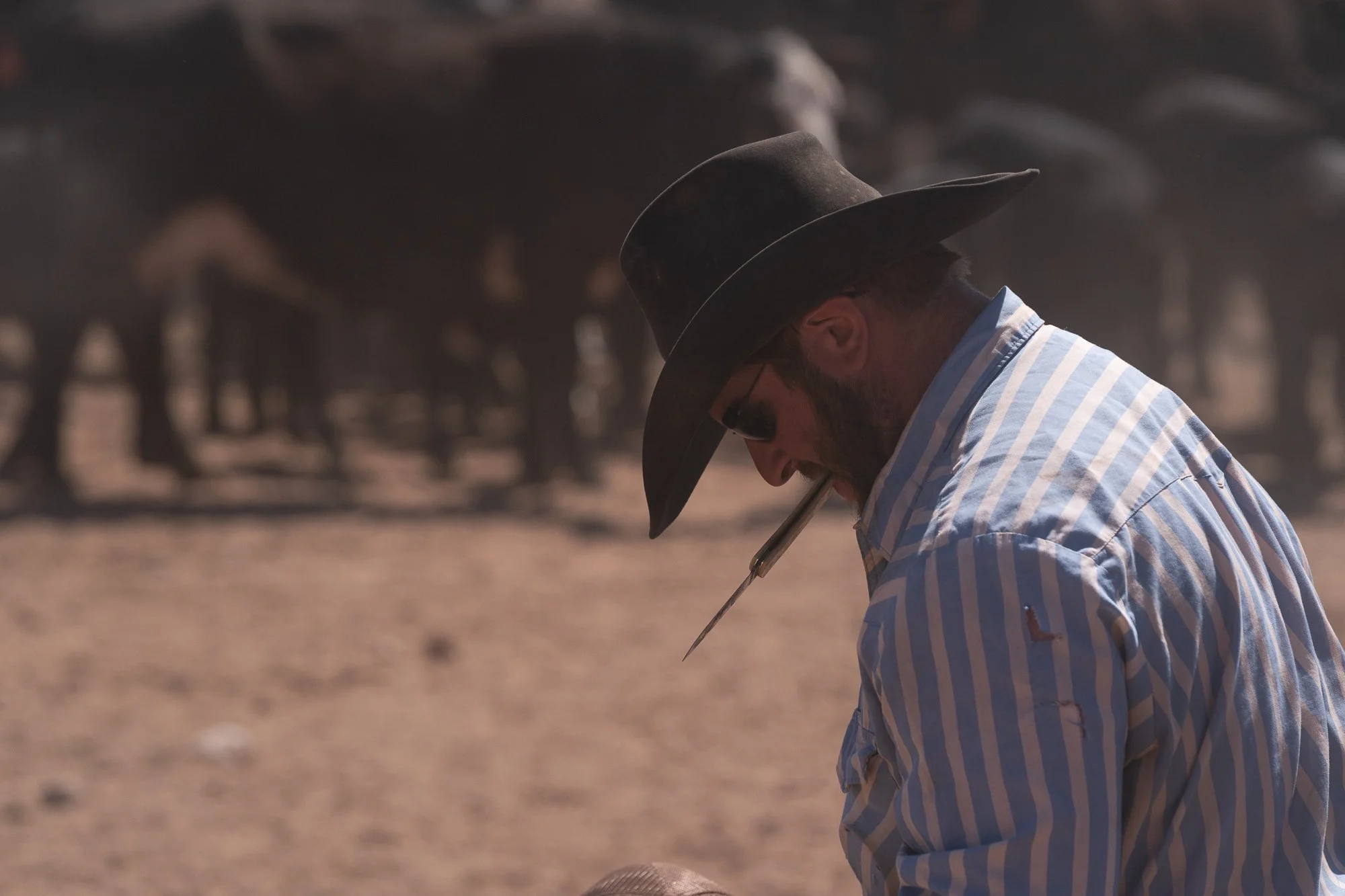 Working cowboy in a hat near cattle and dust at the Diamond A Ranch in Arizona