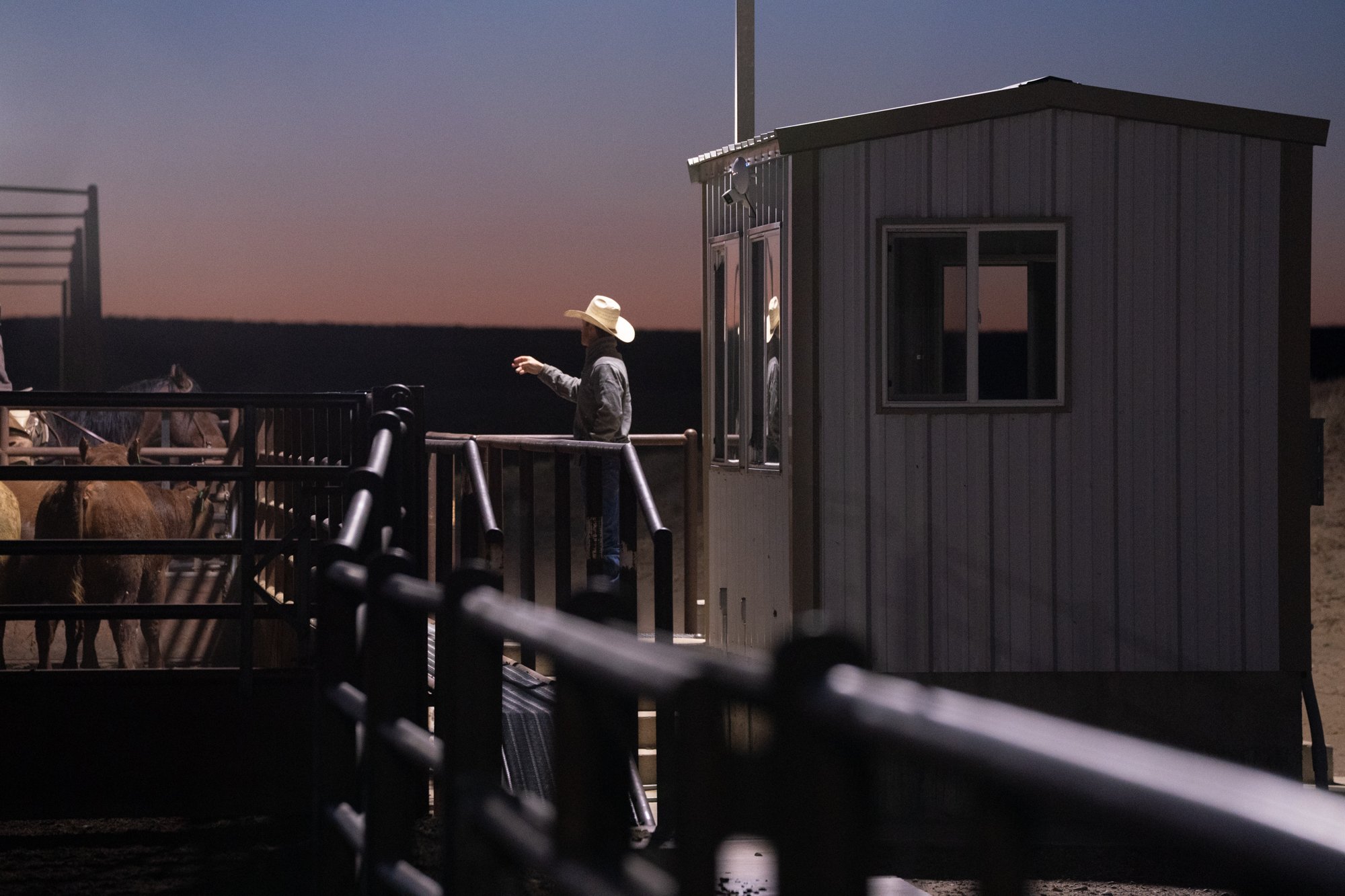 Cowboy stands beside horses before sunrise at Magnum Feedyard in Colorado