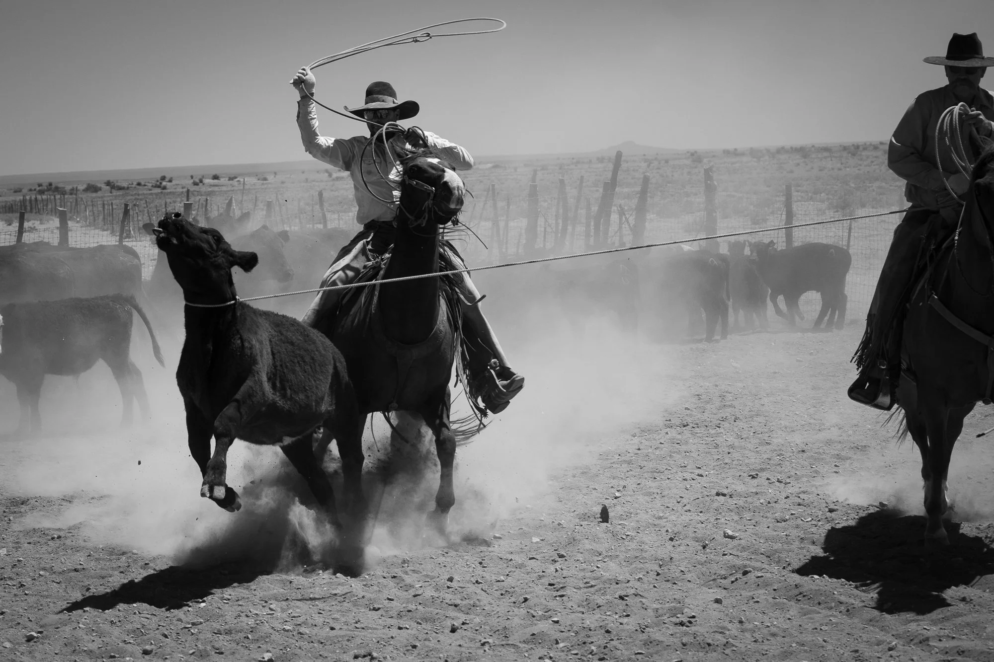 Cowboy on horseback roping a calf in a dusty corral at the Diamond A Ranch