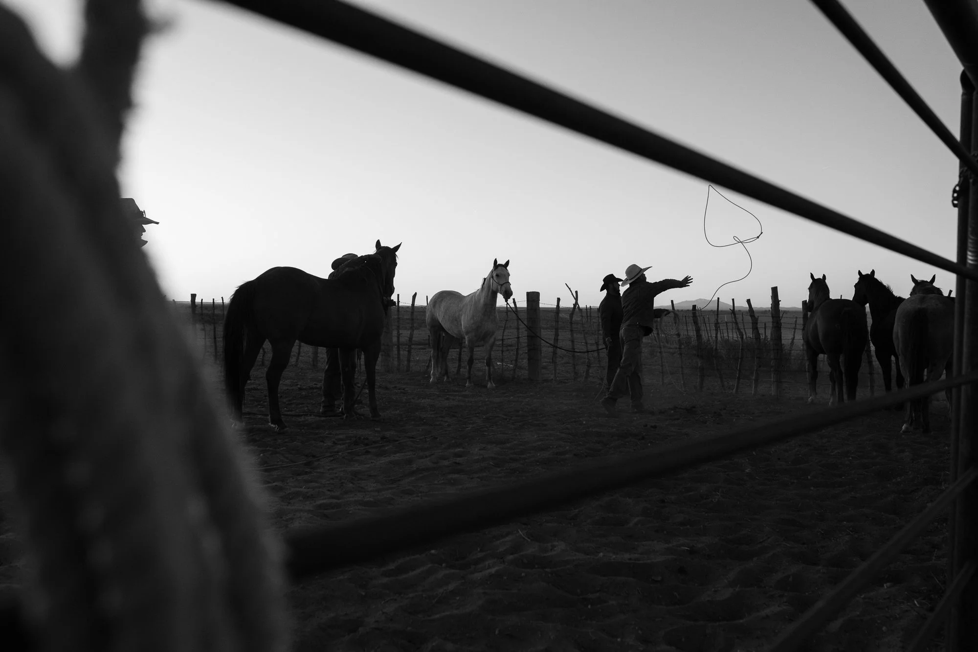 Black and white photograph of cowboys working horses in a corral at the Diamond A Ranch