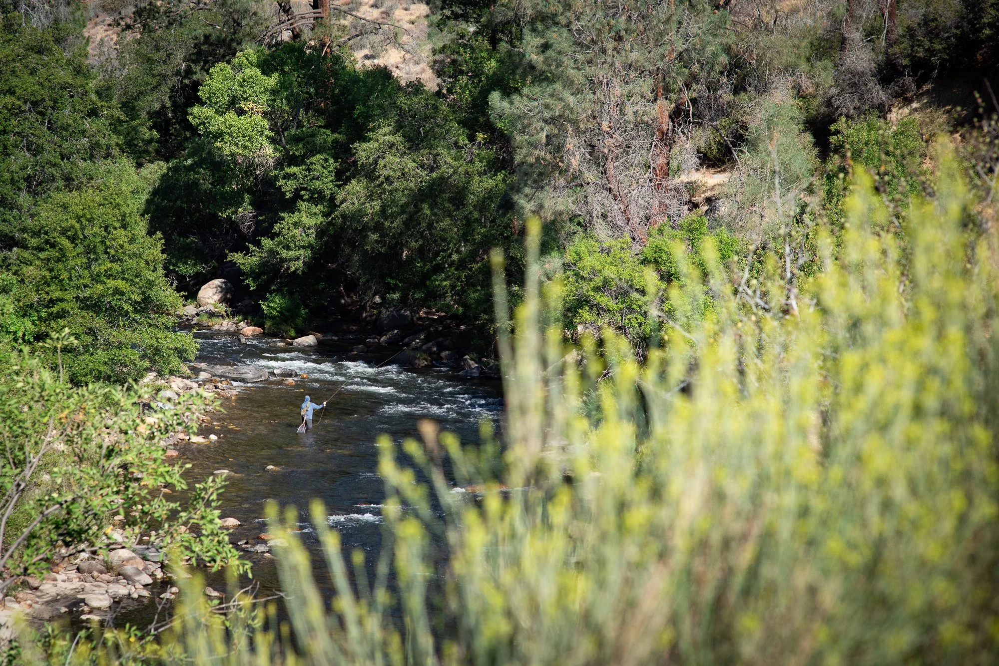 Picturesque photo of a fly fisherman on the Kern River