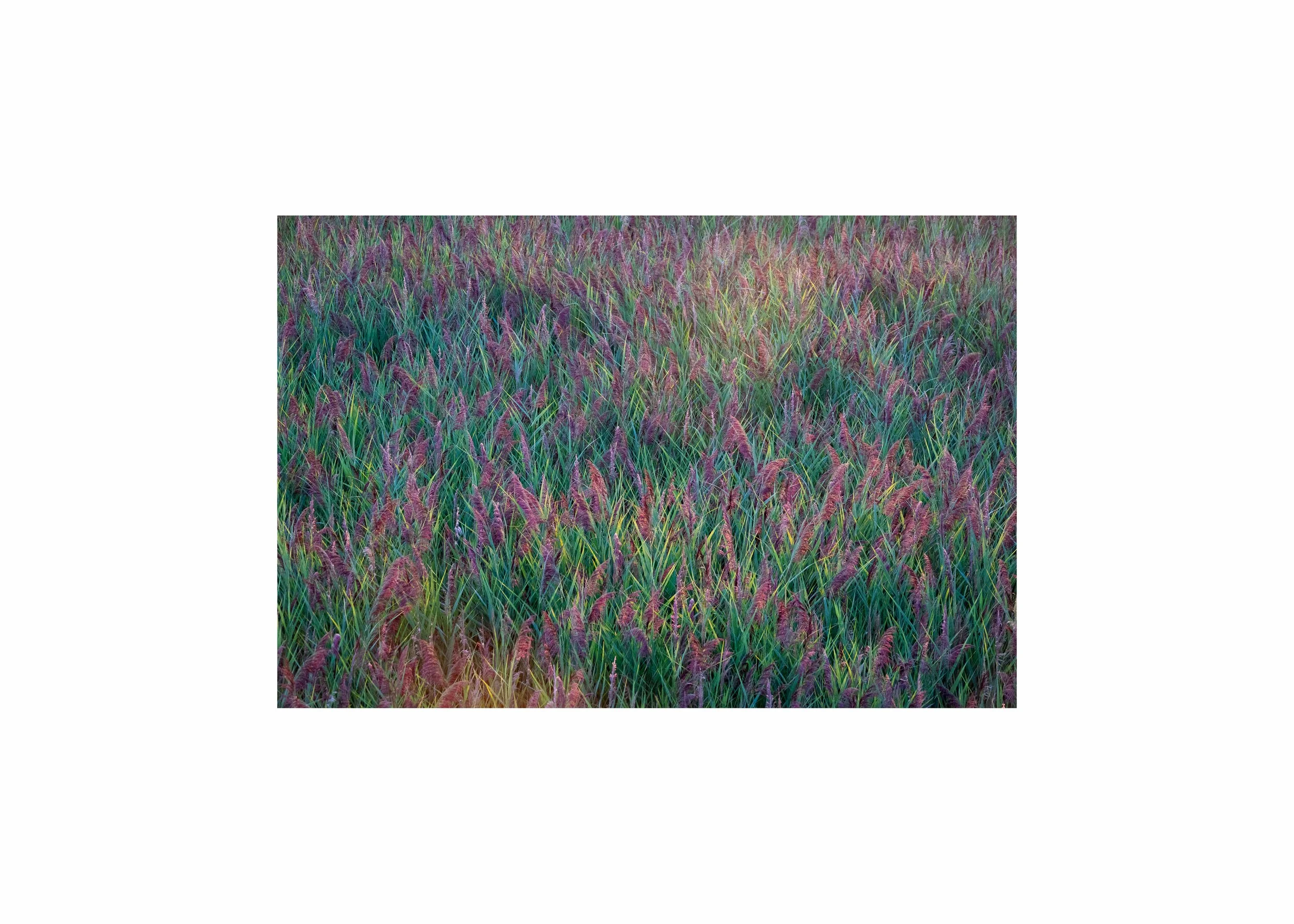 A dense field of tall green grass with vibrant purple seed heads.