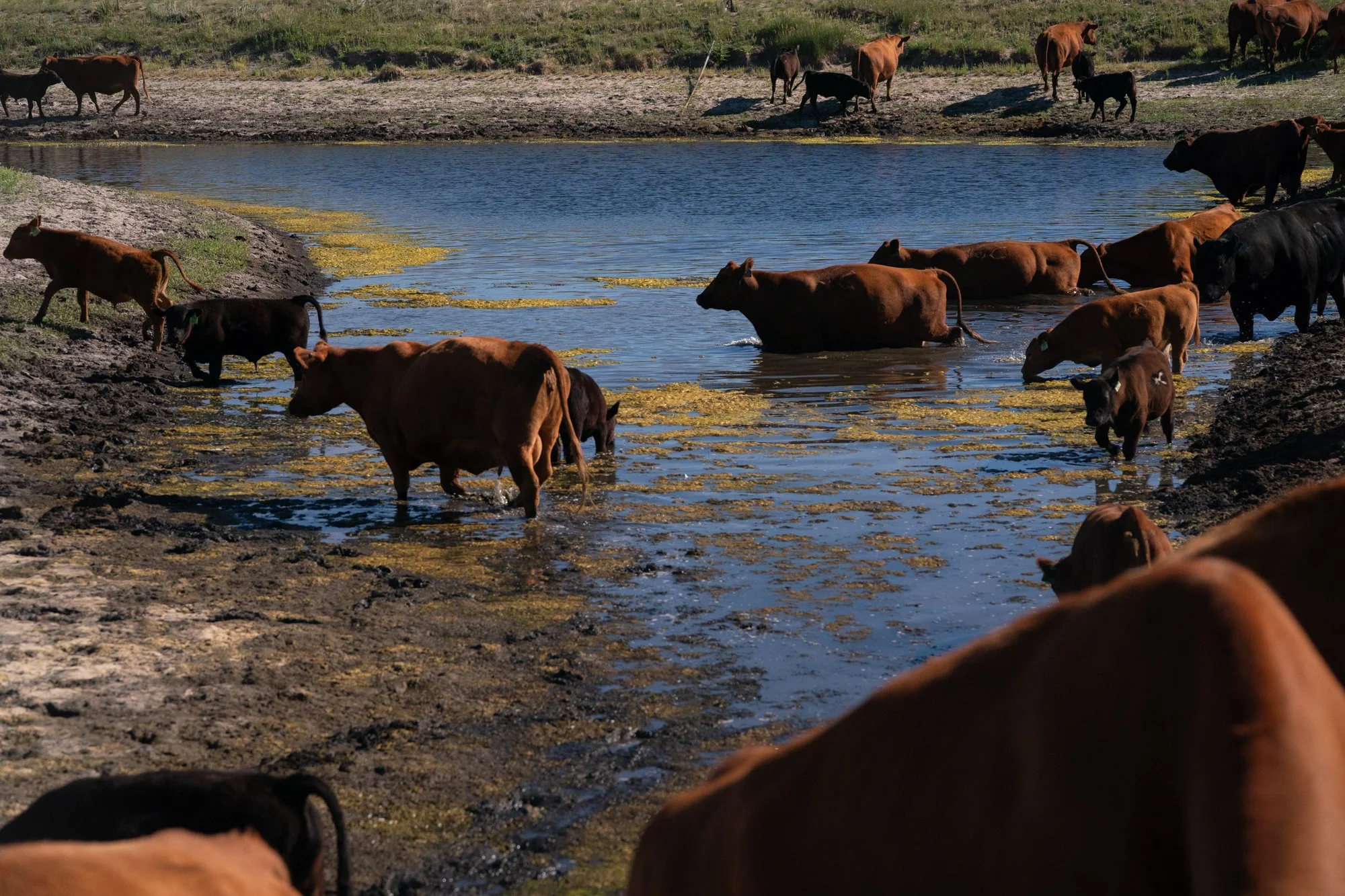 Cattle wade through a stock pond while moving across pasture at Silver Spur Ranch in Colorado