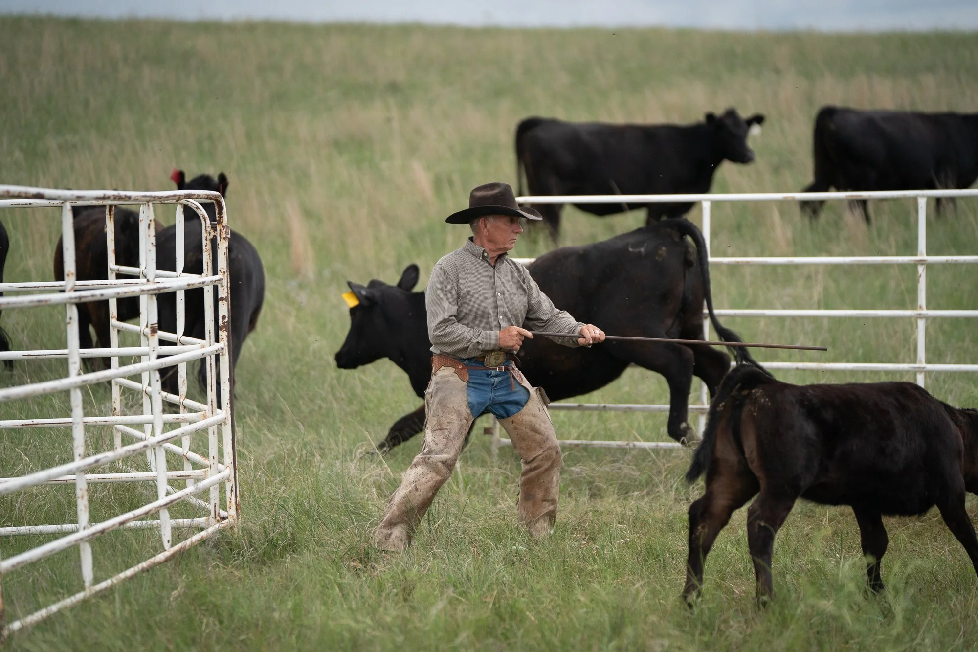A cowboy works cattle near a ranch gate at Haythorn Ranch in the Nebraska Sandhills.