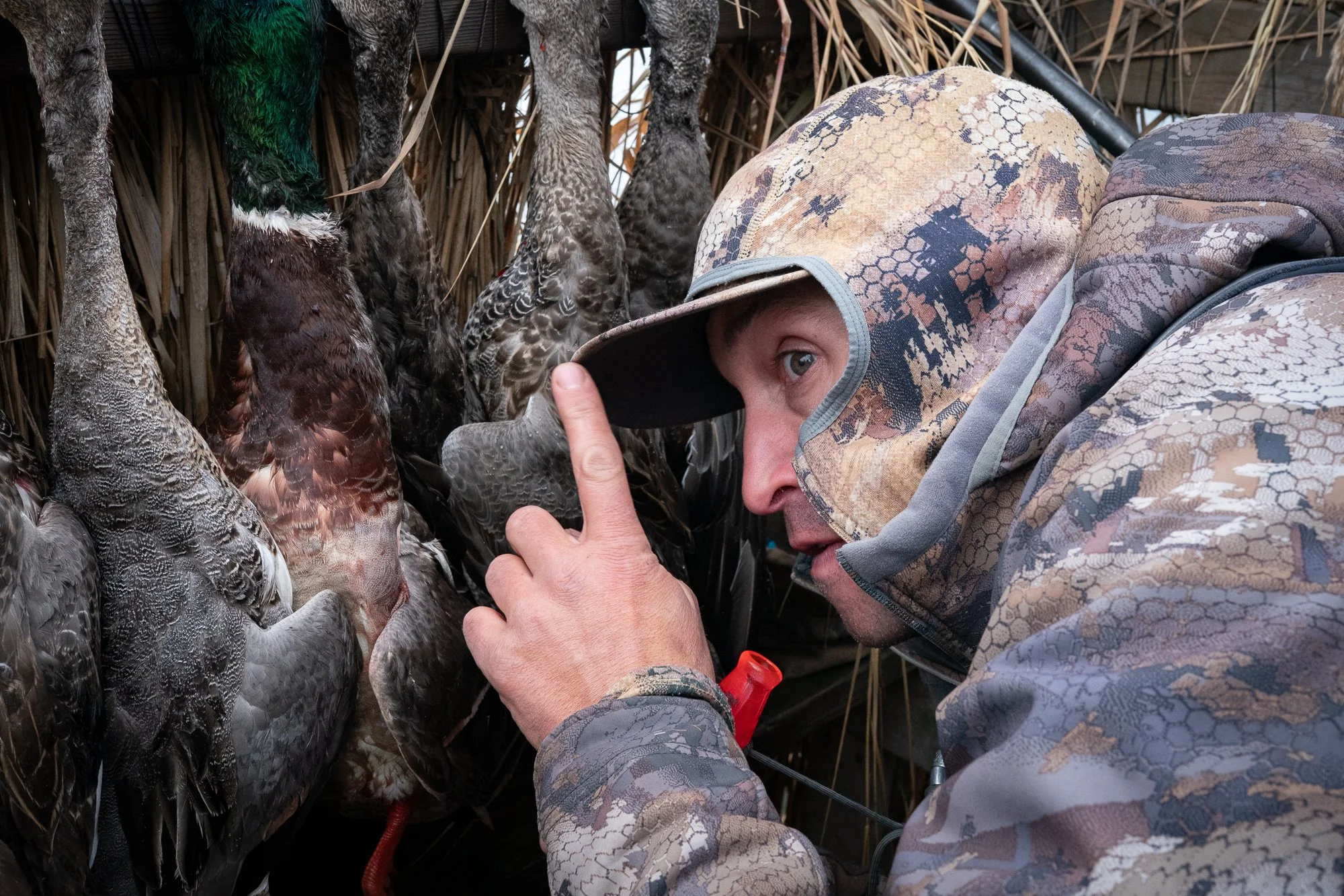 A duck hunter crouches beside harvested waterfowl hanging inside a marsh blind during hunting season in Ontario