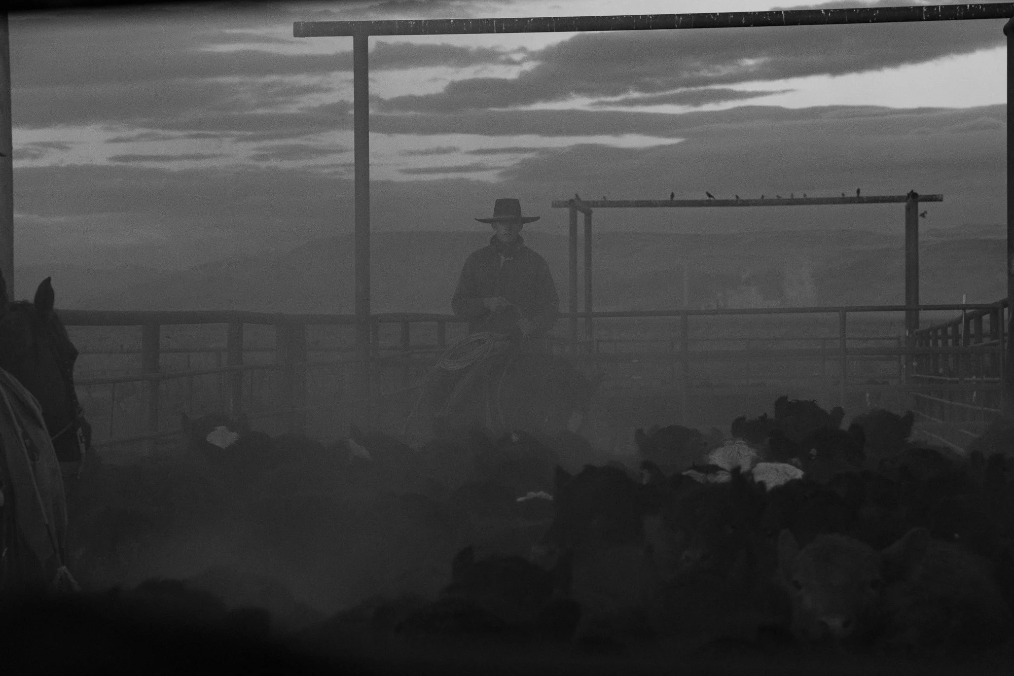 Buckaroo holding cattle herd in dusty pasture at TS Ranch
