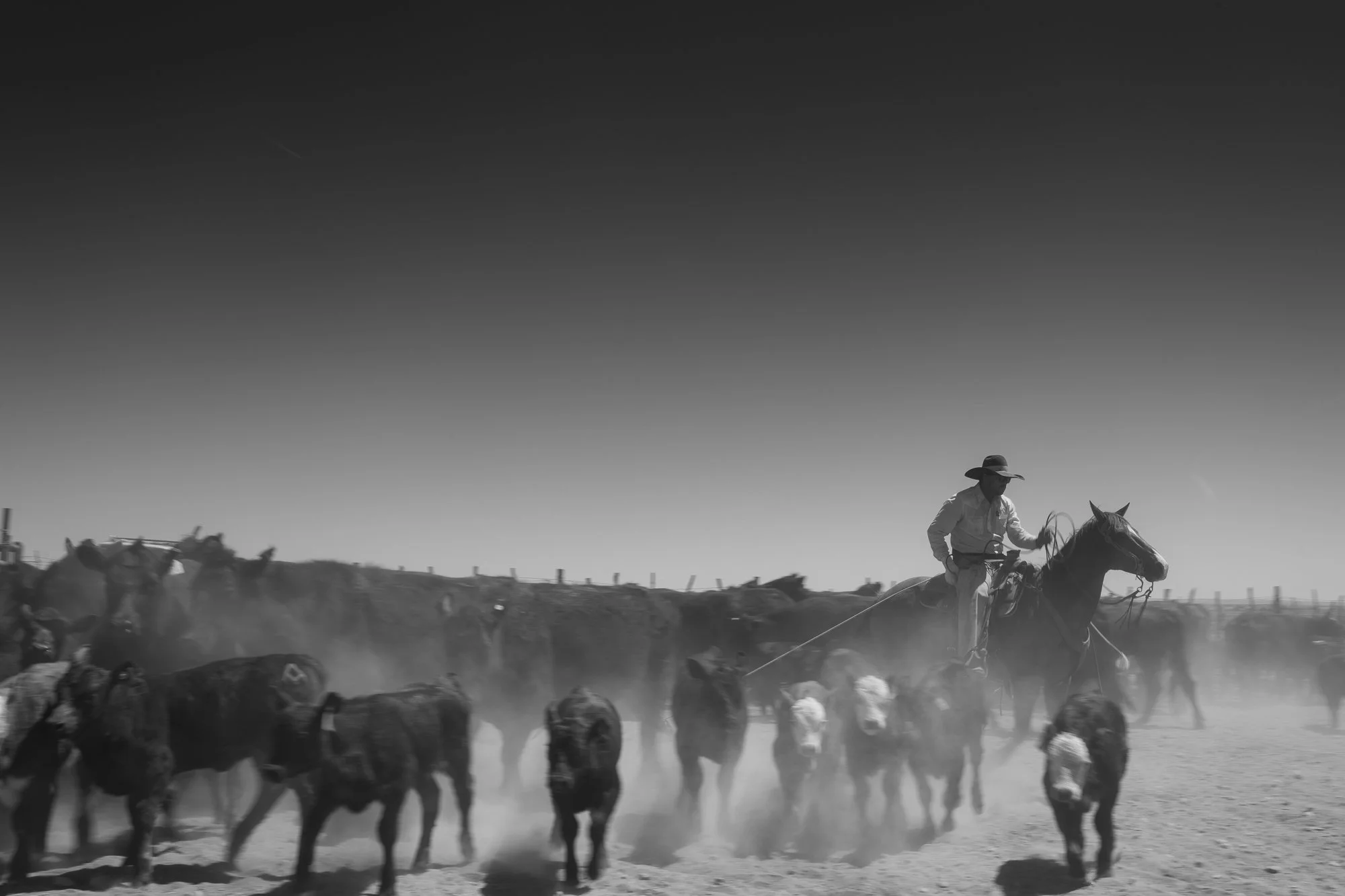 Cowboy on horseback moving cattle through dust at the Diamond A Ranch in Arizona