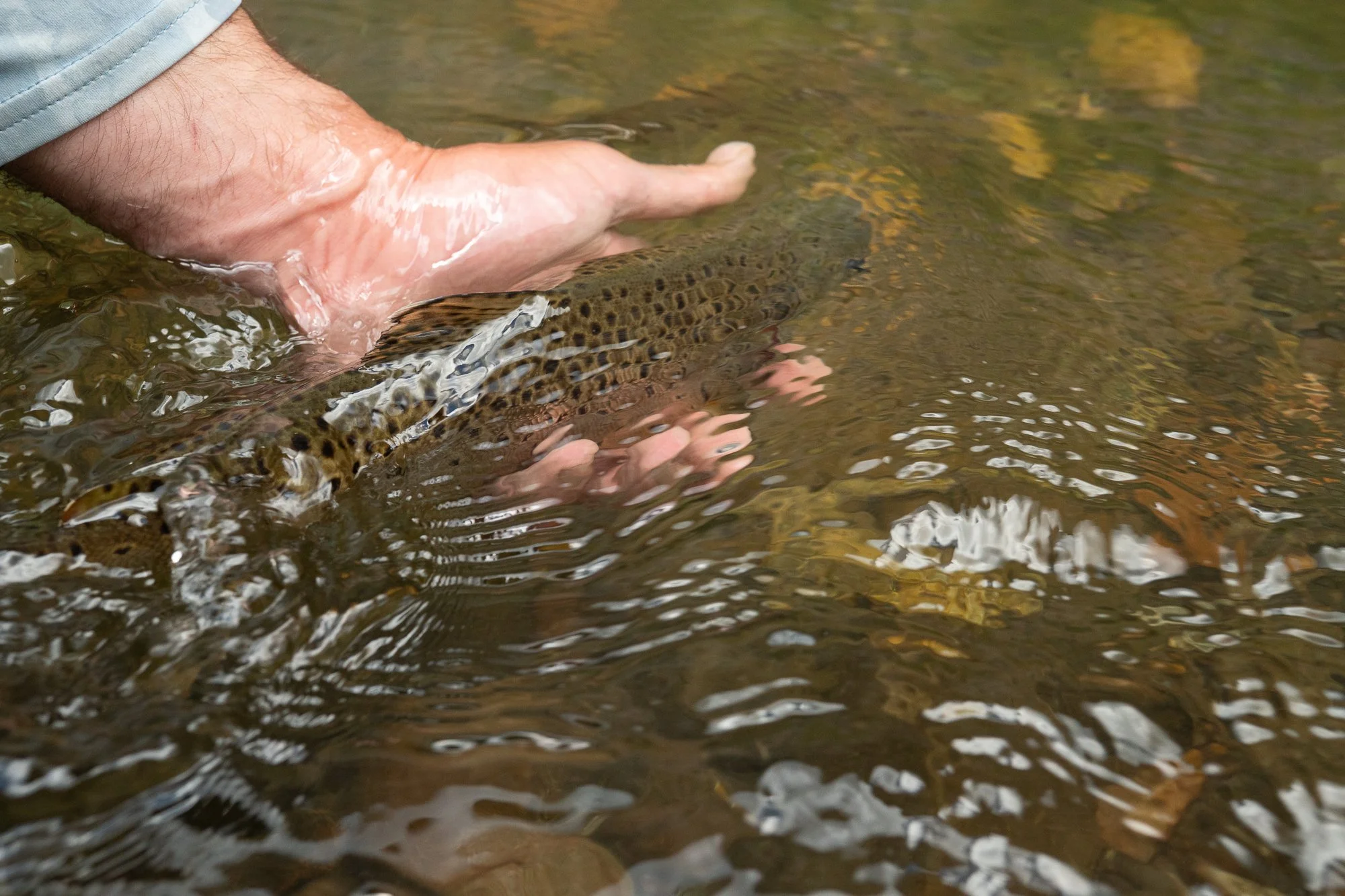 A trout slips from an angler’s hand during release in the Gunnison River