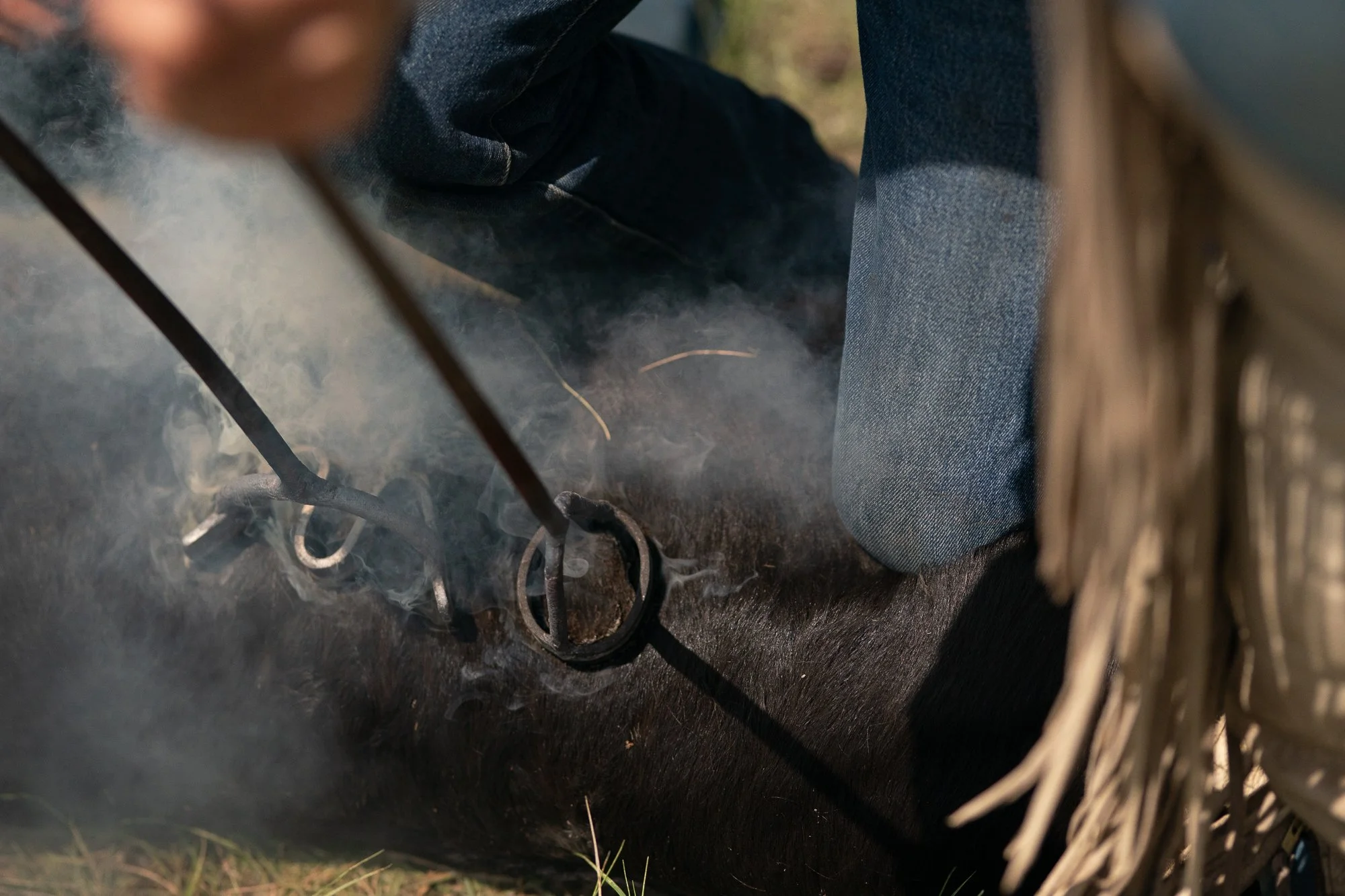 Close up of hot branding iron applied to cow with smoke rising from hide