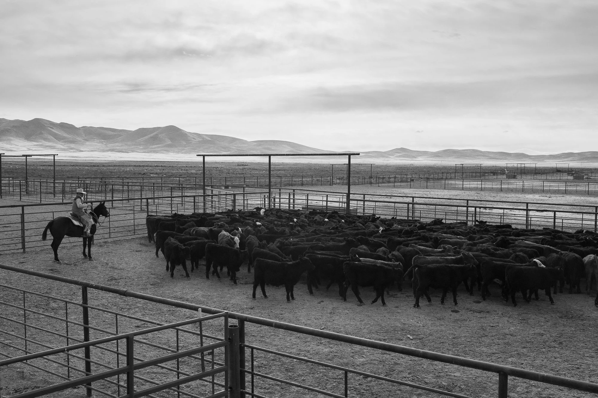 Cattle herd grouped tightly in ranch pens with cowboy on horseback at TS Ranch