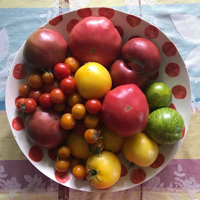 Tomatoes from the garden.
#tomatoes #columbiacountyny #heirloomtomatoes @davistudio bowl