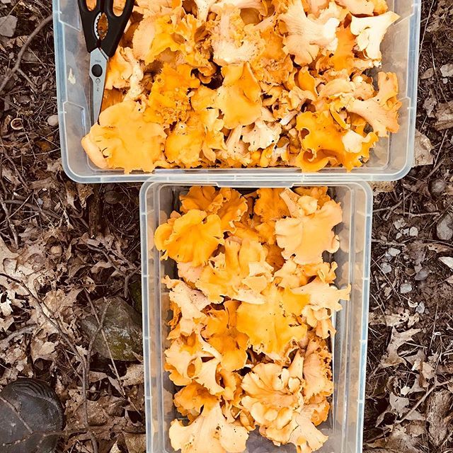Foraged chanterelles #foragedmushrooms