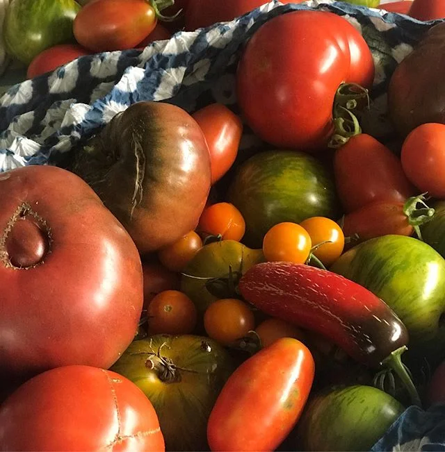 Today’s garden haul.#heirloom tomatoes#shibori#gardening#tomatoes