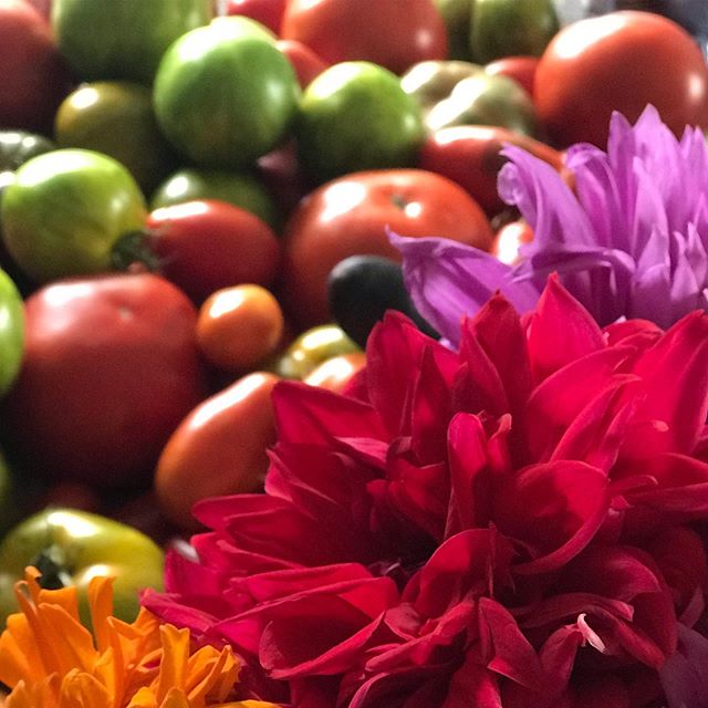 Garden tomatoes and dahlias. Last days of the green zebra tomatoes and heirloom tomatoes. #tomatoes#green zebratomatoes#dahlia#gardening #columbiacountygardens