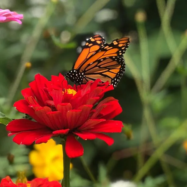Feed the butterflies #monarchbutterfly #zinnia