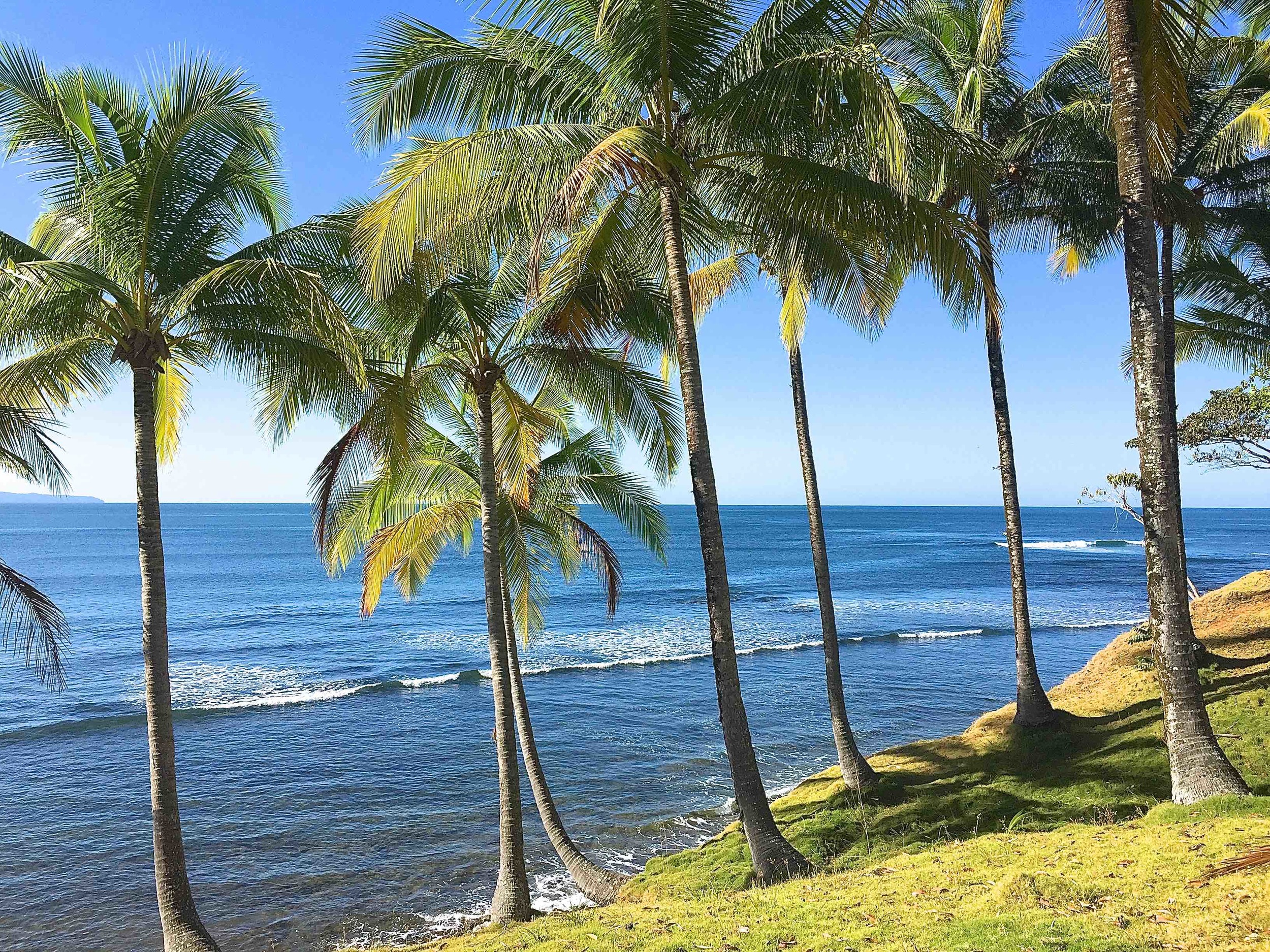 Palm Trees_small.jpg