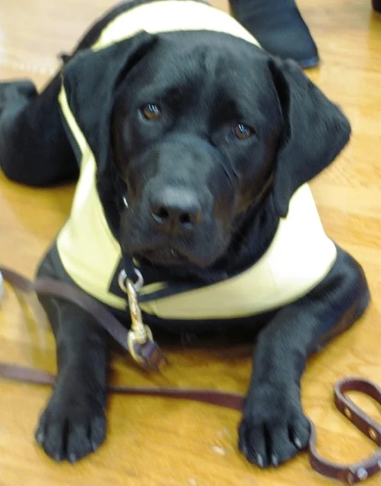 Guide_Dog_2.jpg