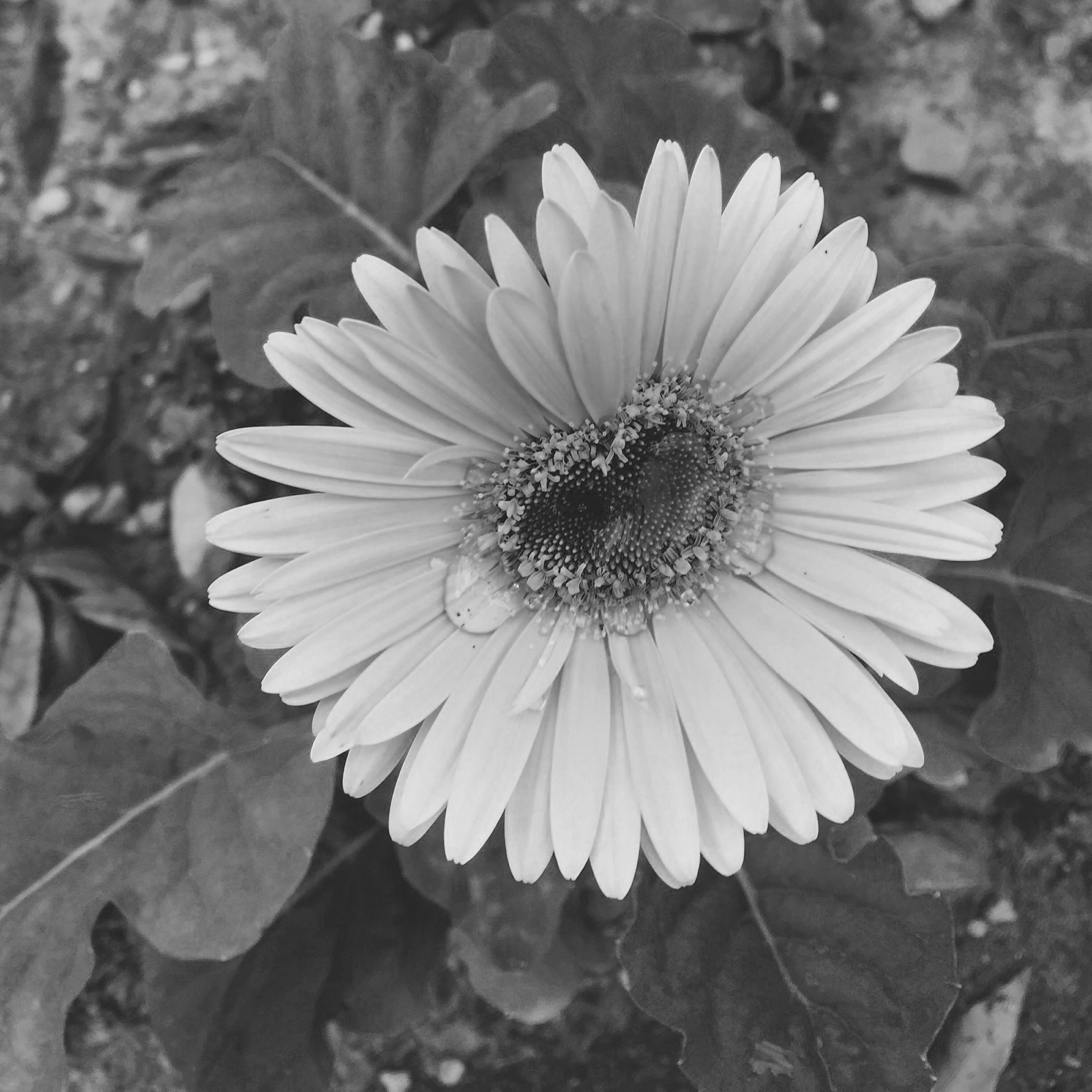 IMG_1633-2.png