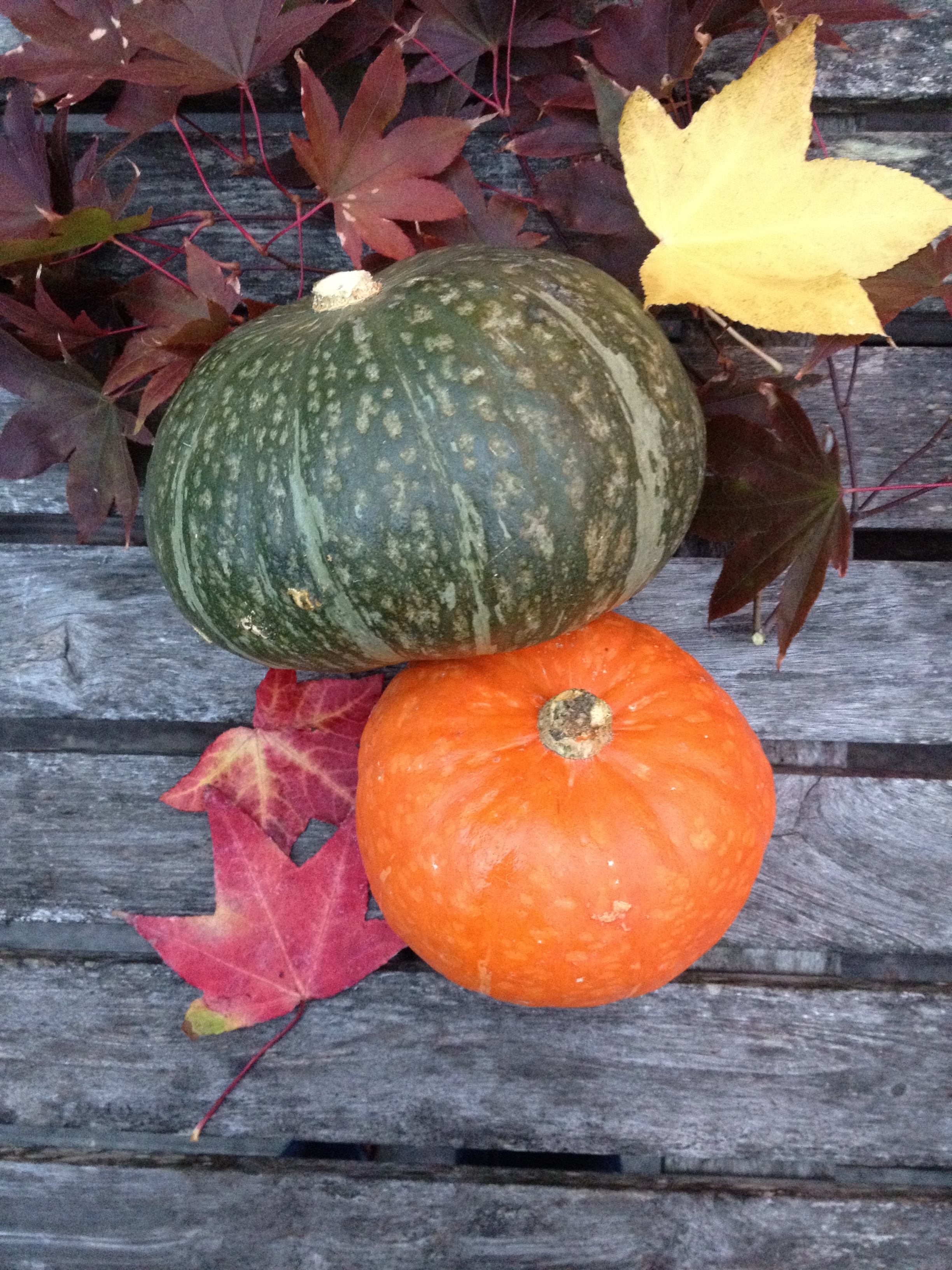 November=kabocha