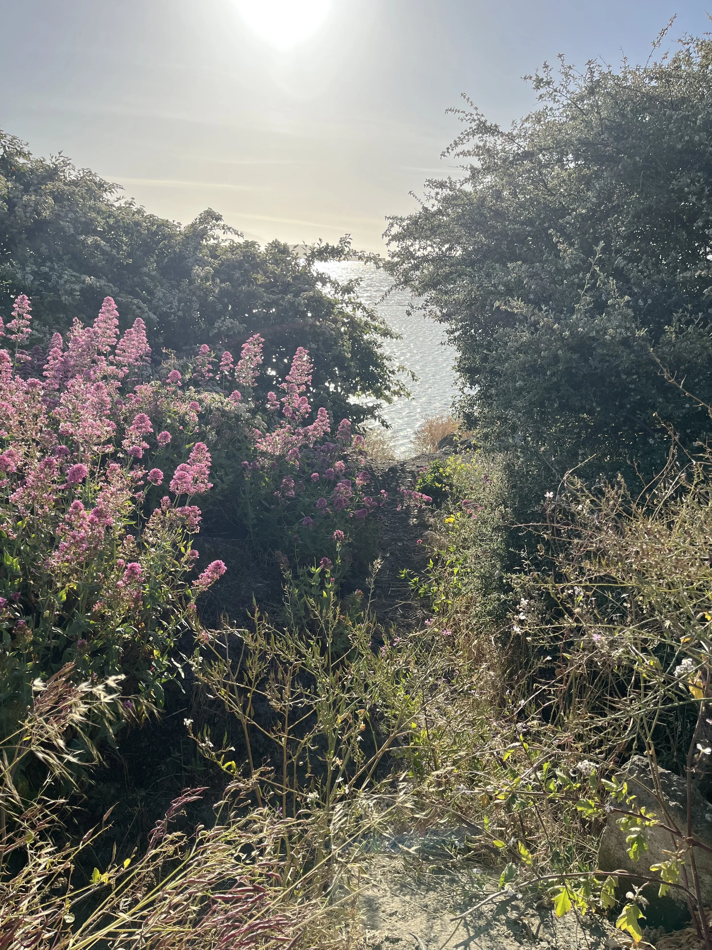 END OF SUMMER MARKET