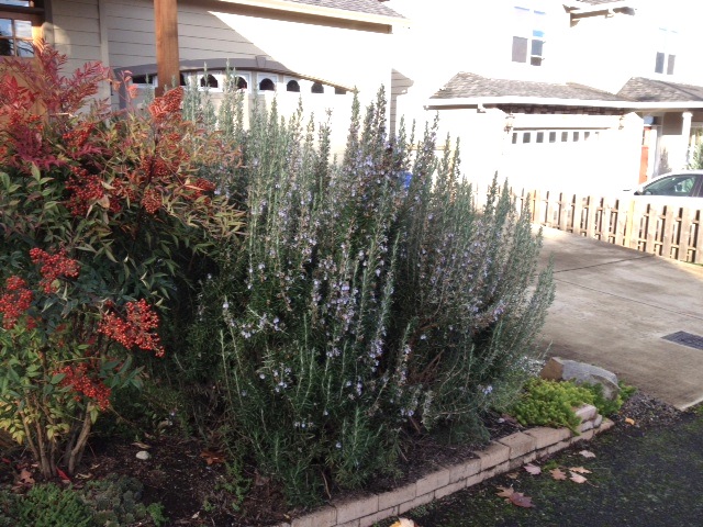 rOSEMARINUS OFFICINALIS "tUSCAN bLUE"
